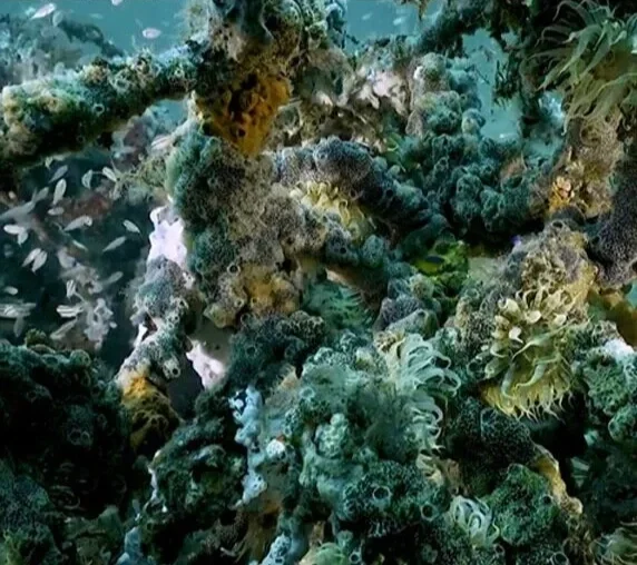 Grow+Oyster+Reefs_Postcard.webp