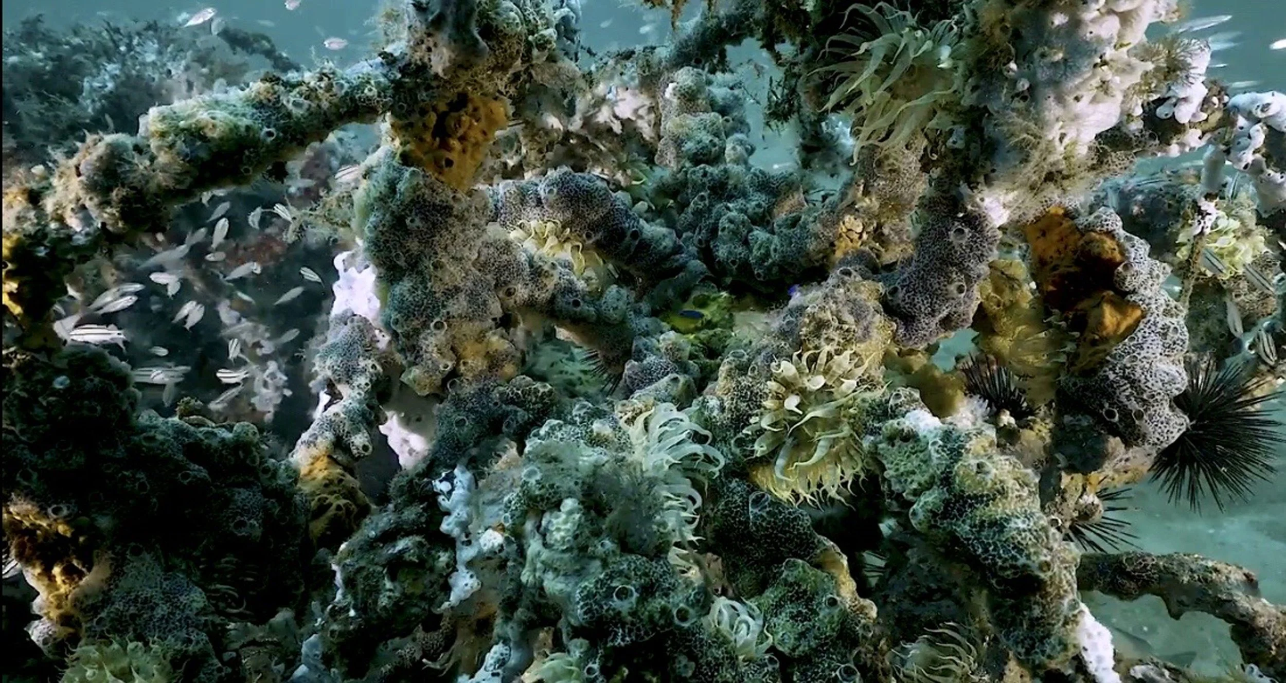 Gulf of Mexico Close Up (1).jpg