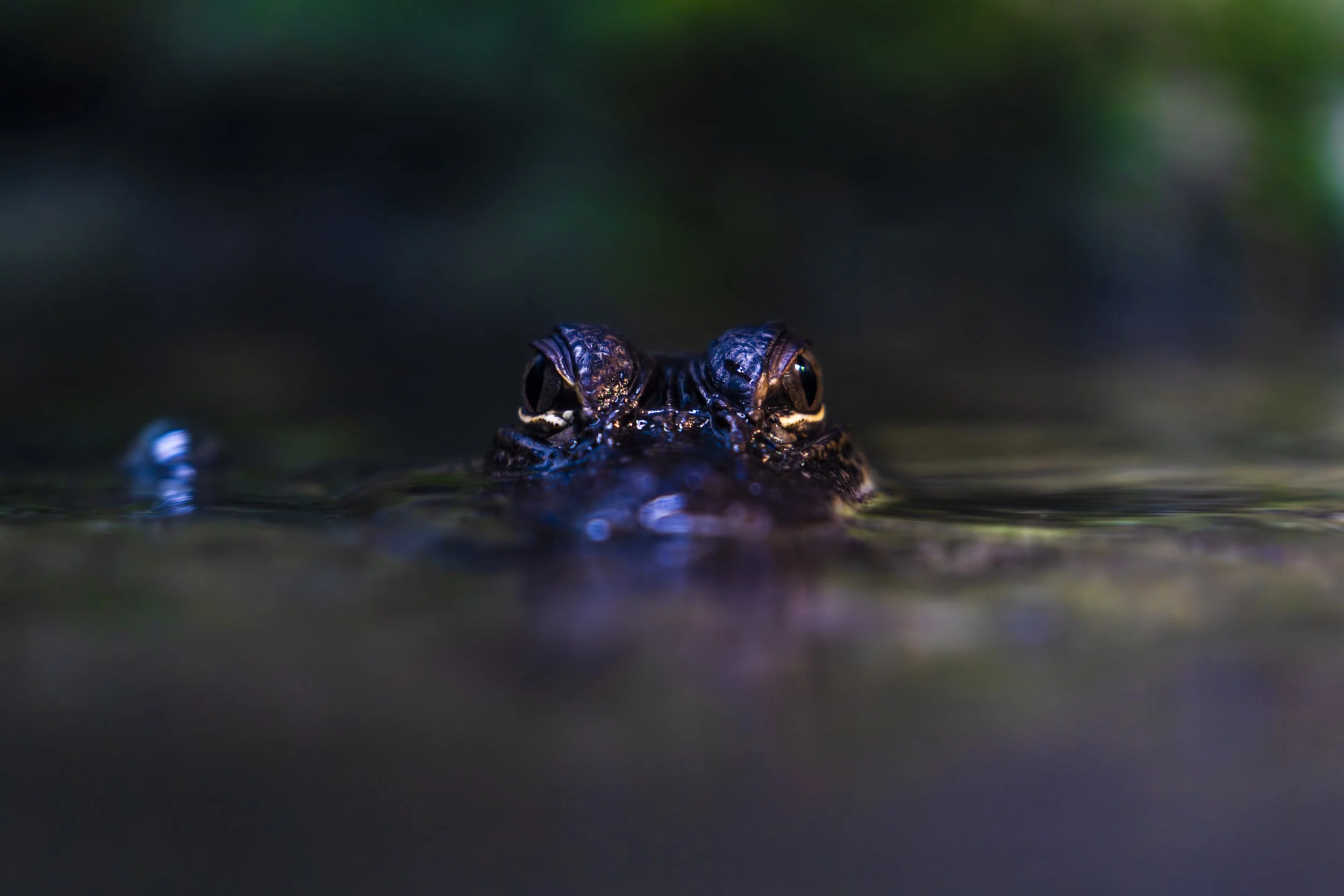 Animal Edits-4.jpg