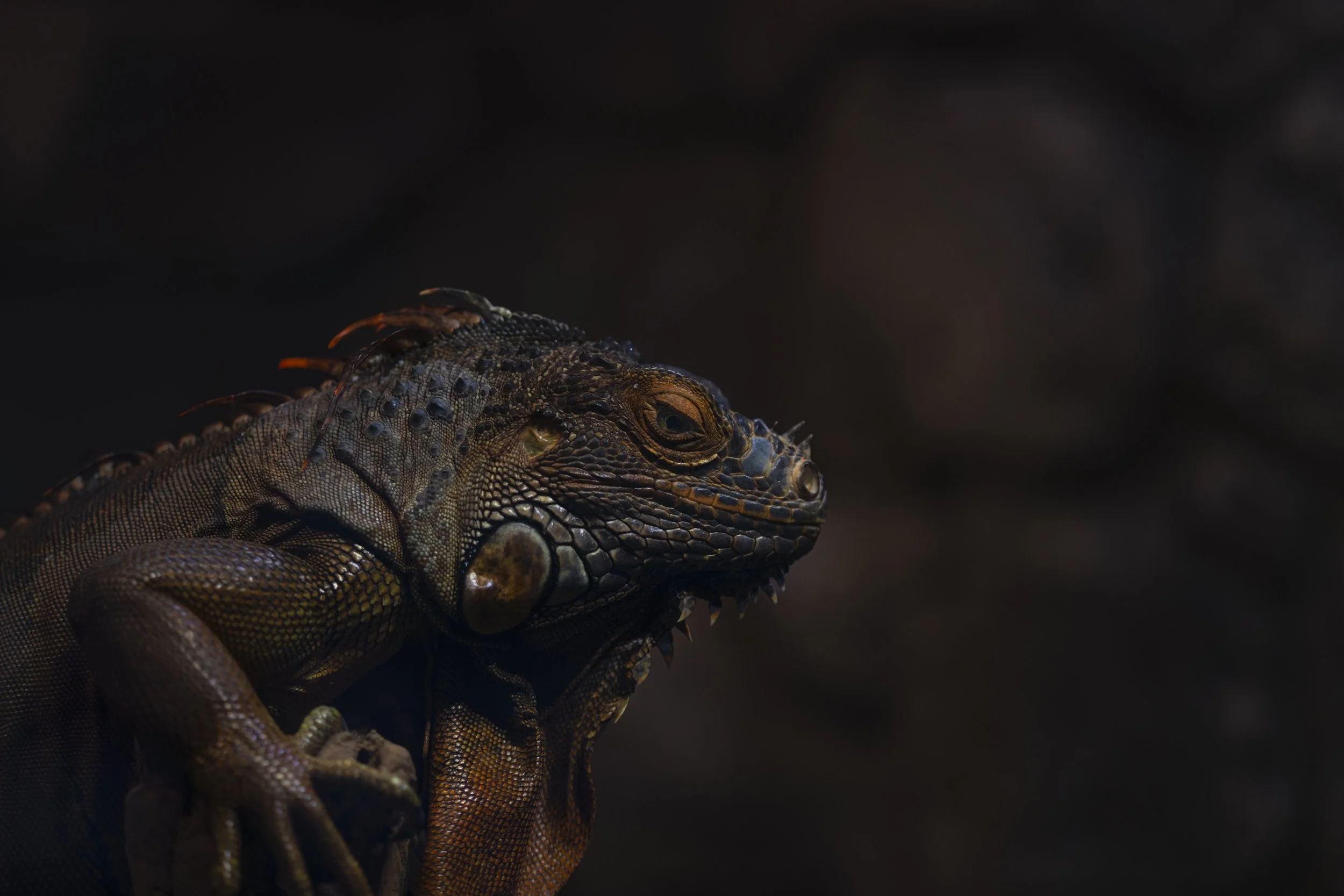 Animal Edits-3.jpg