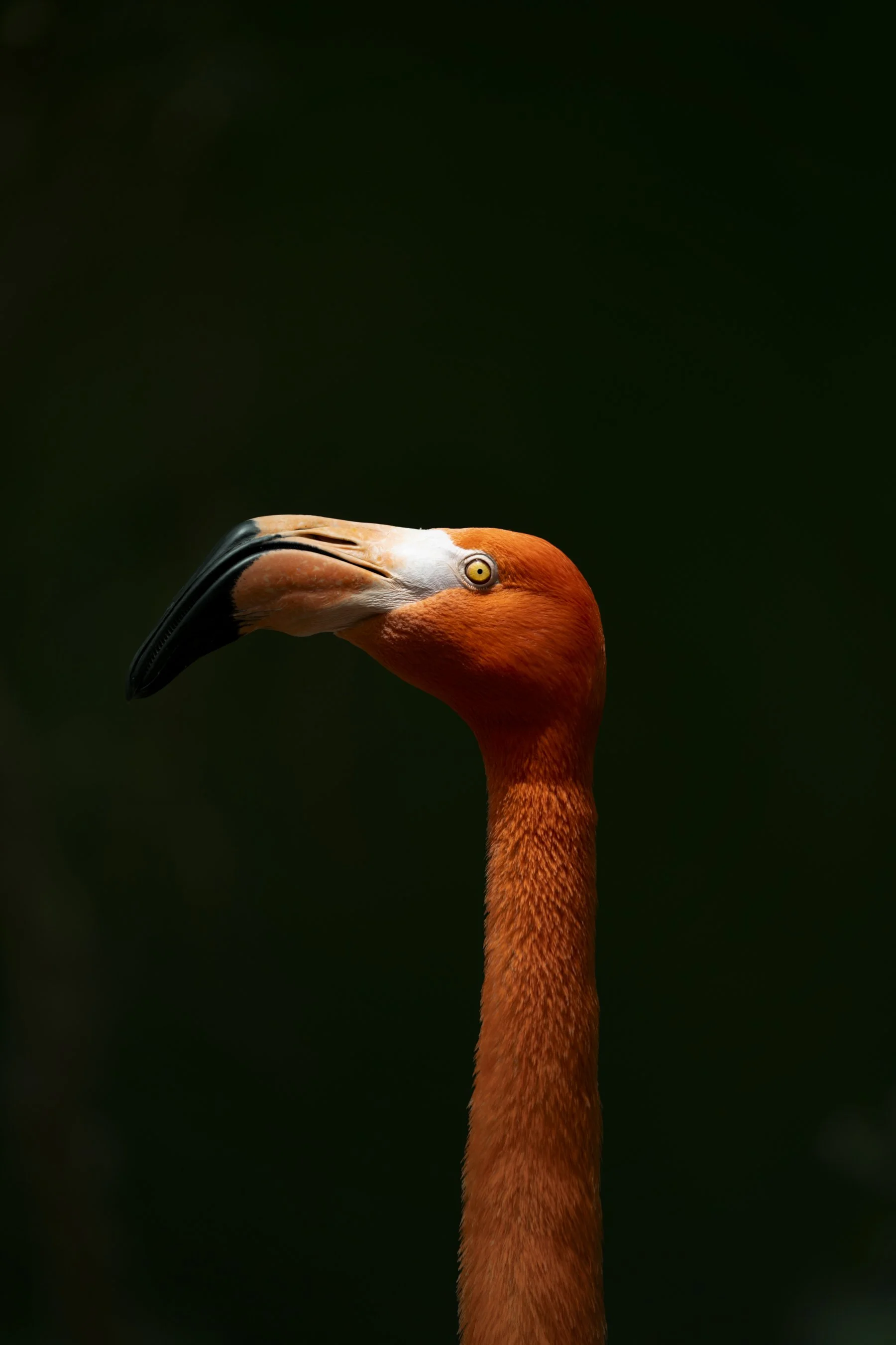 Animal Edits-8.jpg