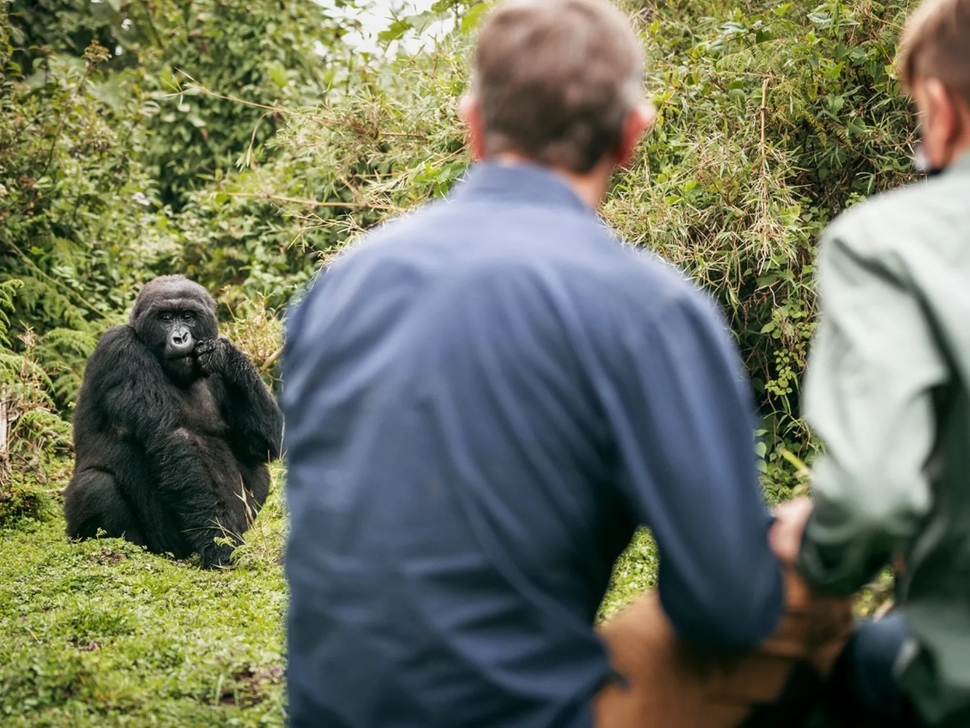 bisate_gorilla_trek.webp