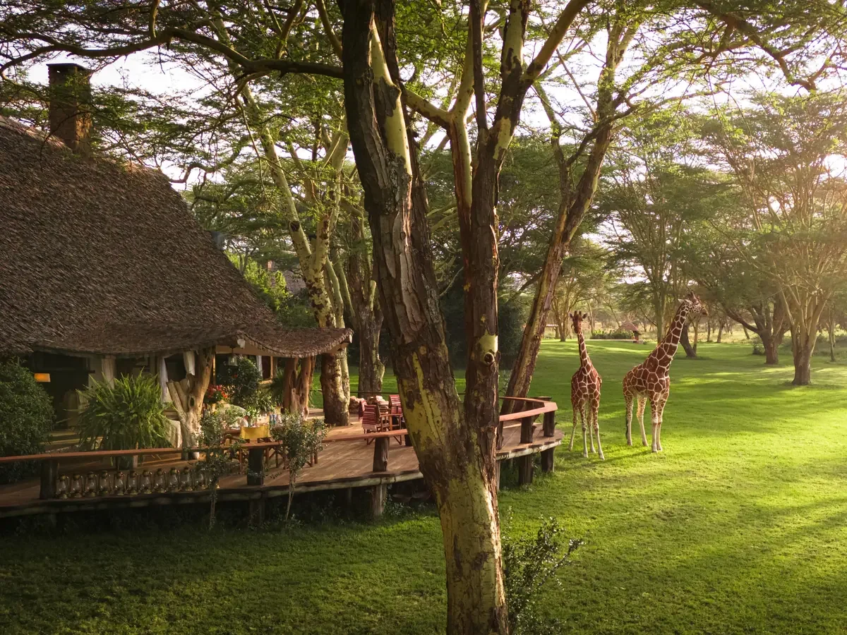 Cottage-Giraffes-web.webp