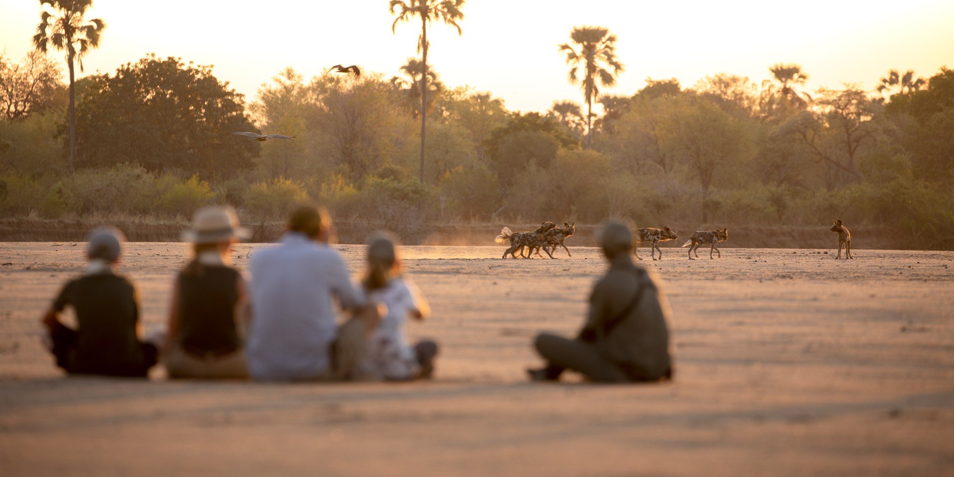 wilddogs-widescreen-2to1.jpg