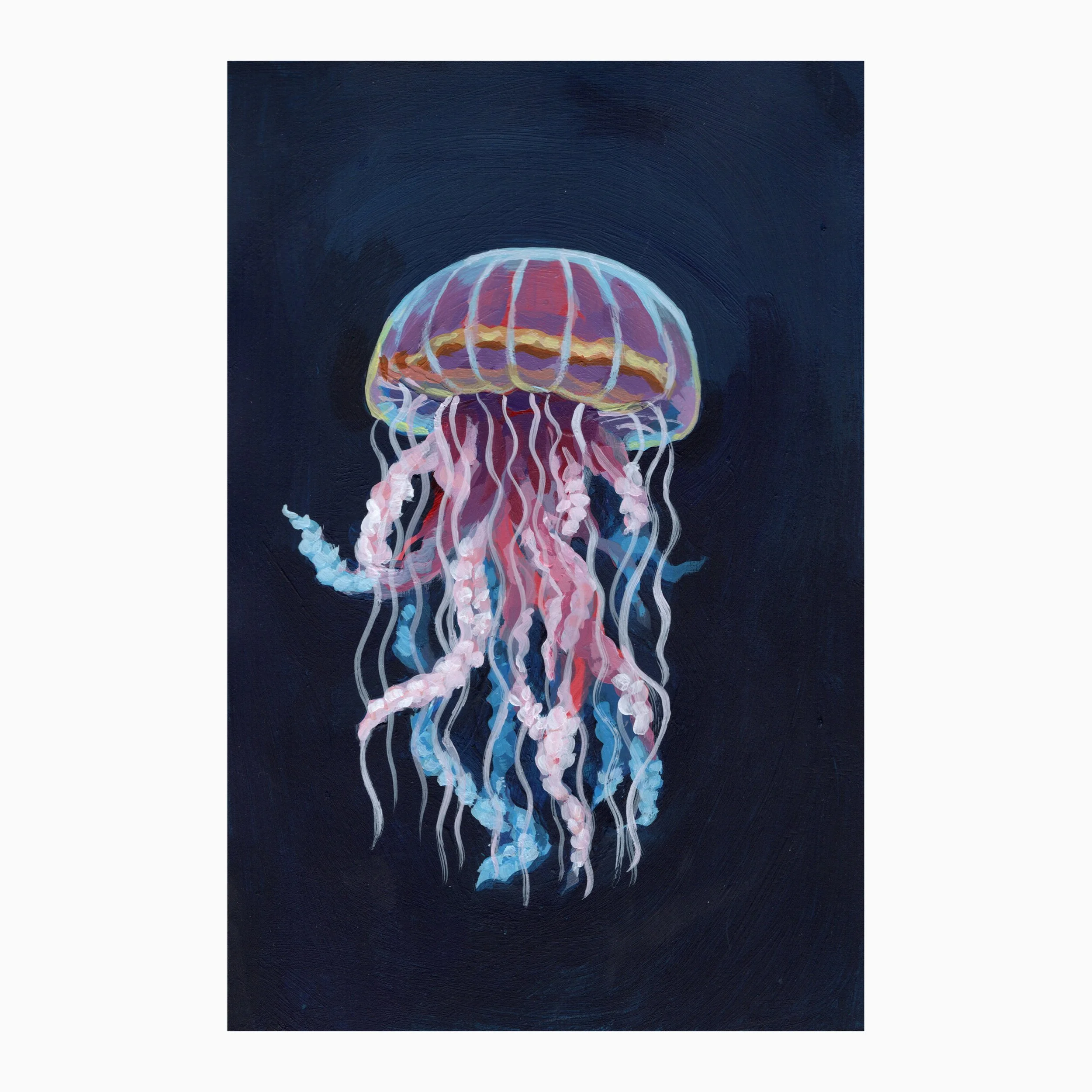 Jellyfish