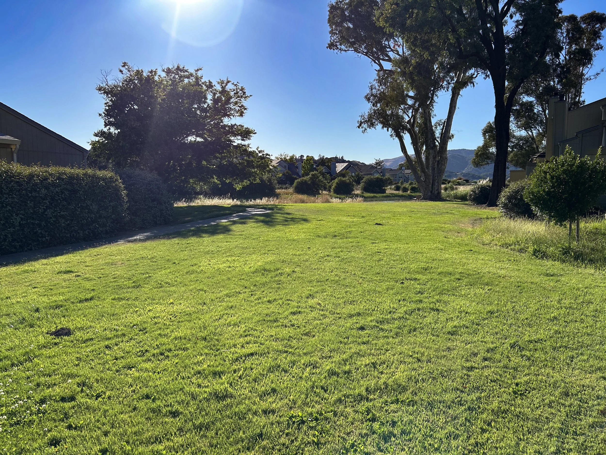 Grass_IMG_1355.jpg