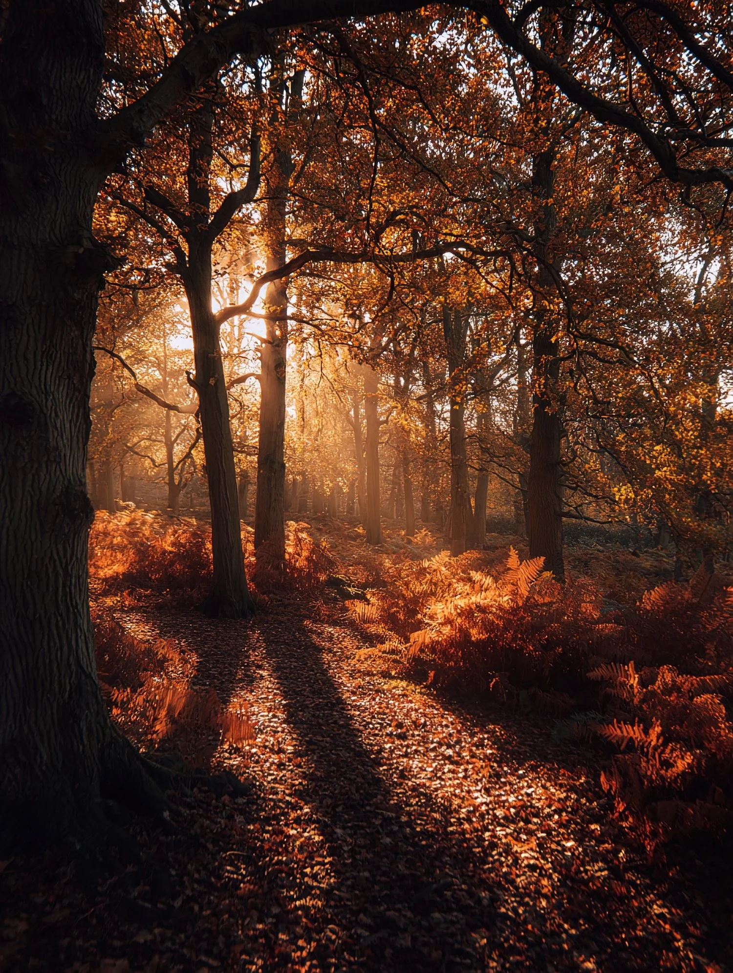 Sunlight shining through a forest of autumn-colored trees, creating a warm glow and illuminating the leaves and forest floor.
