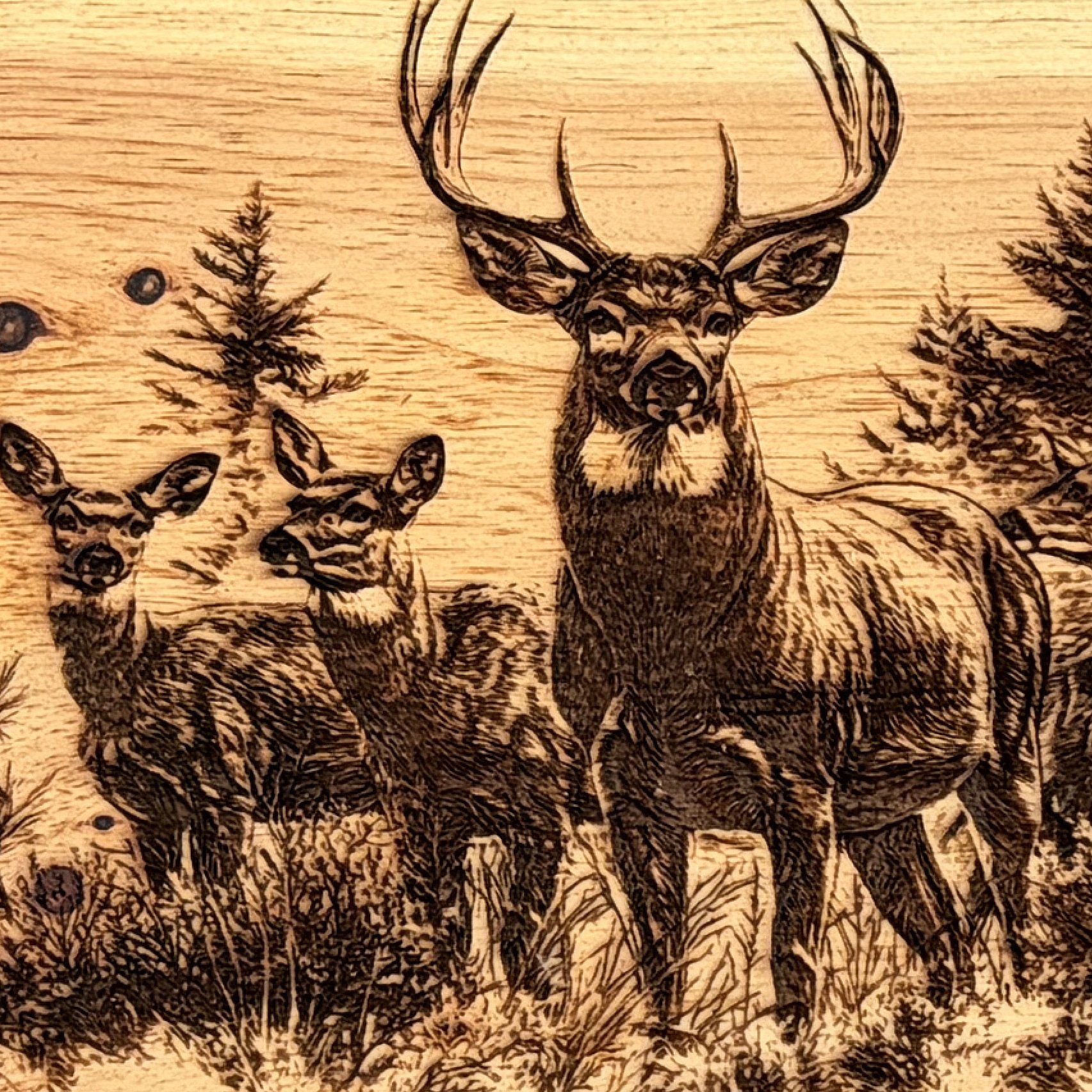 Laser Engraved Bull Deer