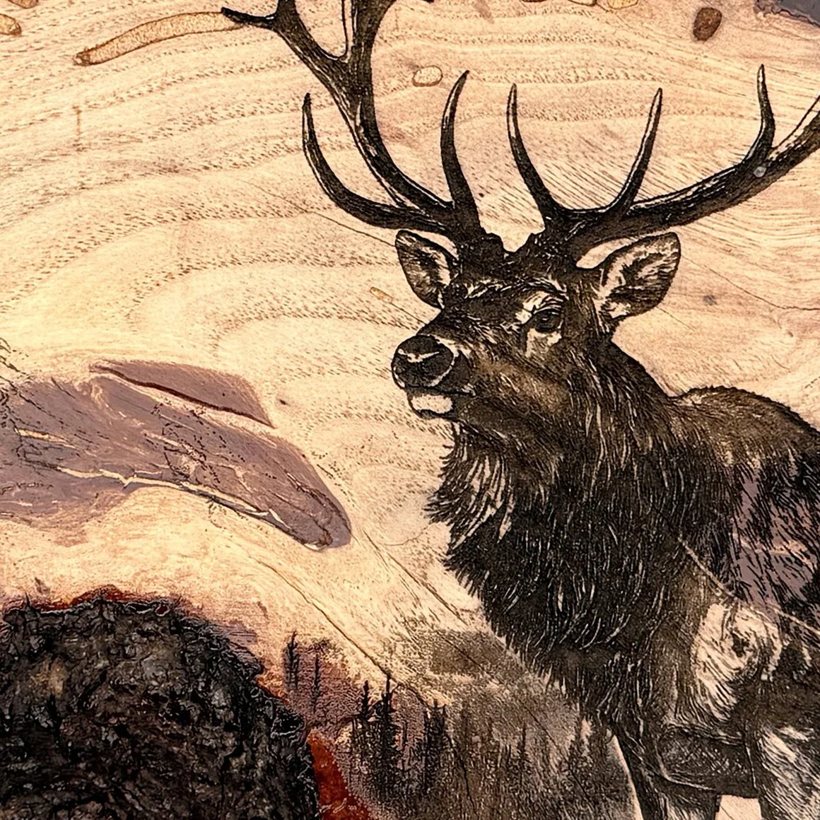 Laser Engraved Bull Elk