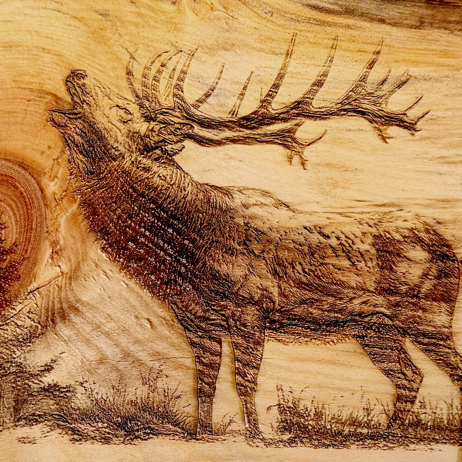 Laser Engraved Bull Elk