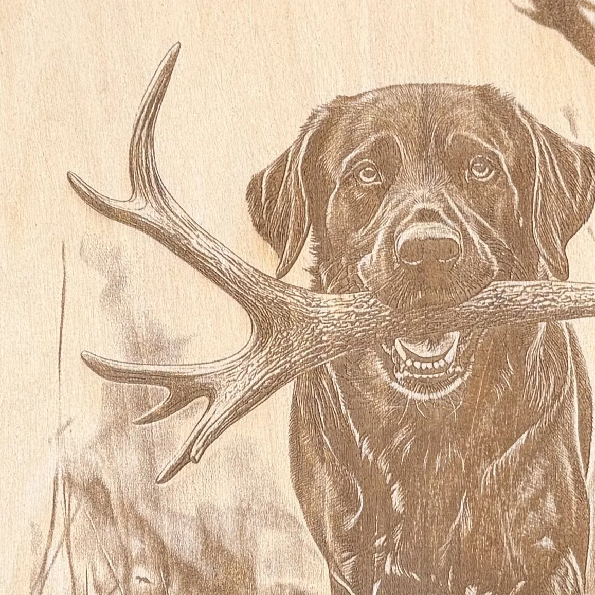BlackLabAntlerCU.jpg