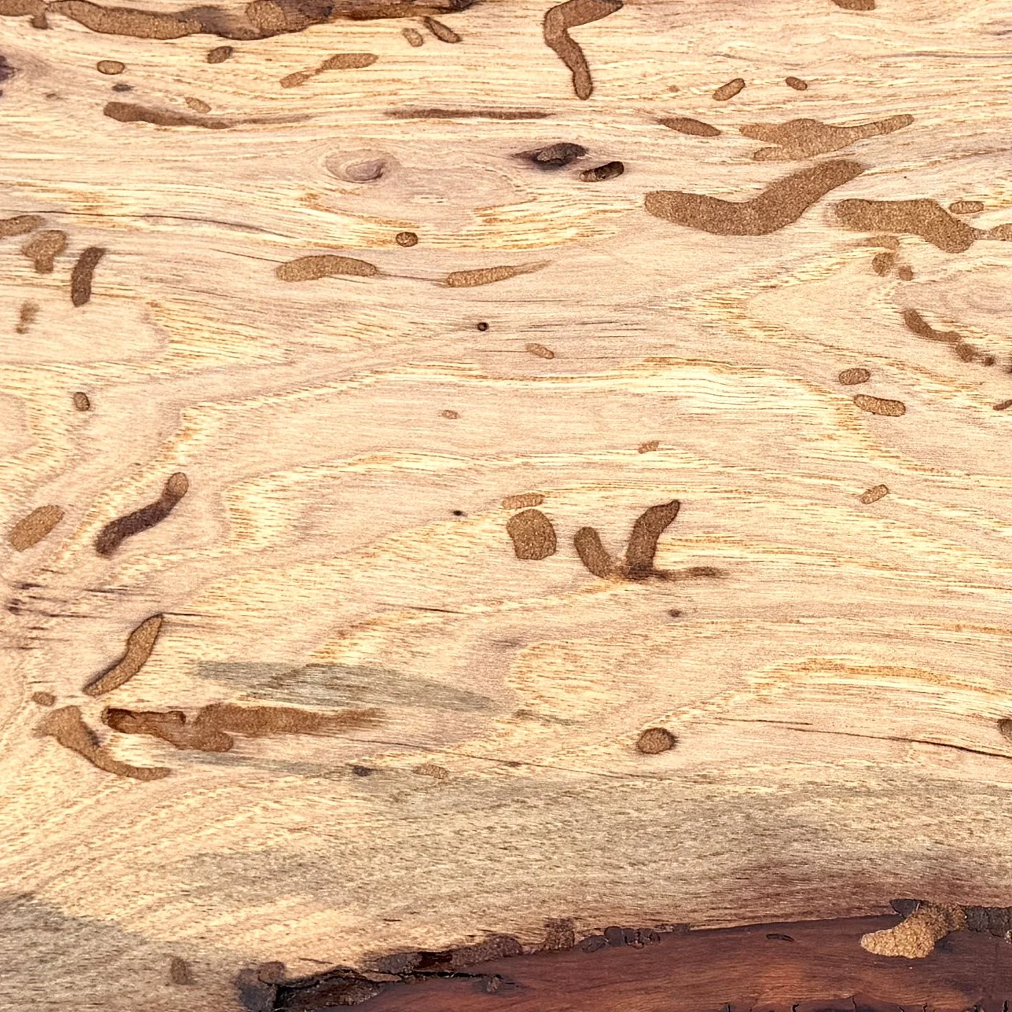 00017CU-Spalted Pecan.jpg