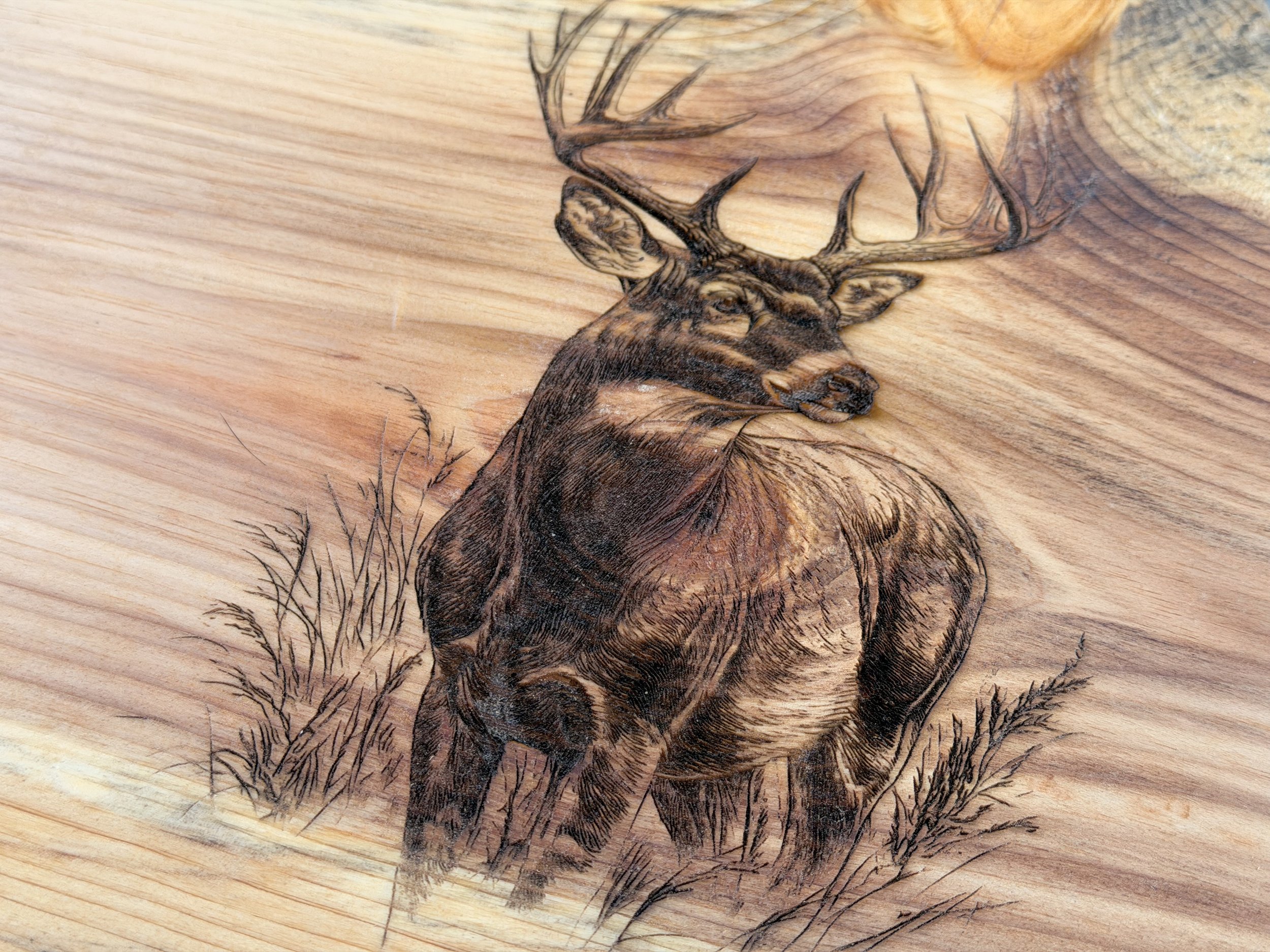 Laser Engraved Whitetail with Antlers