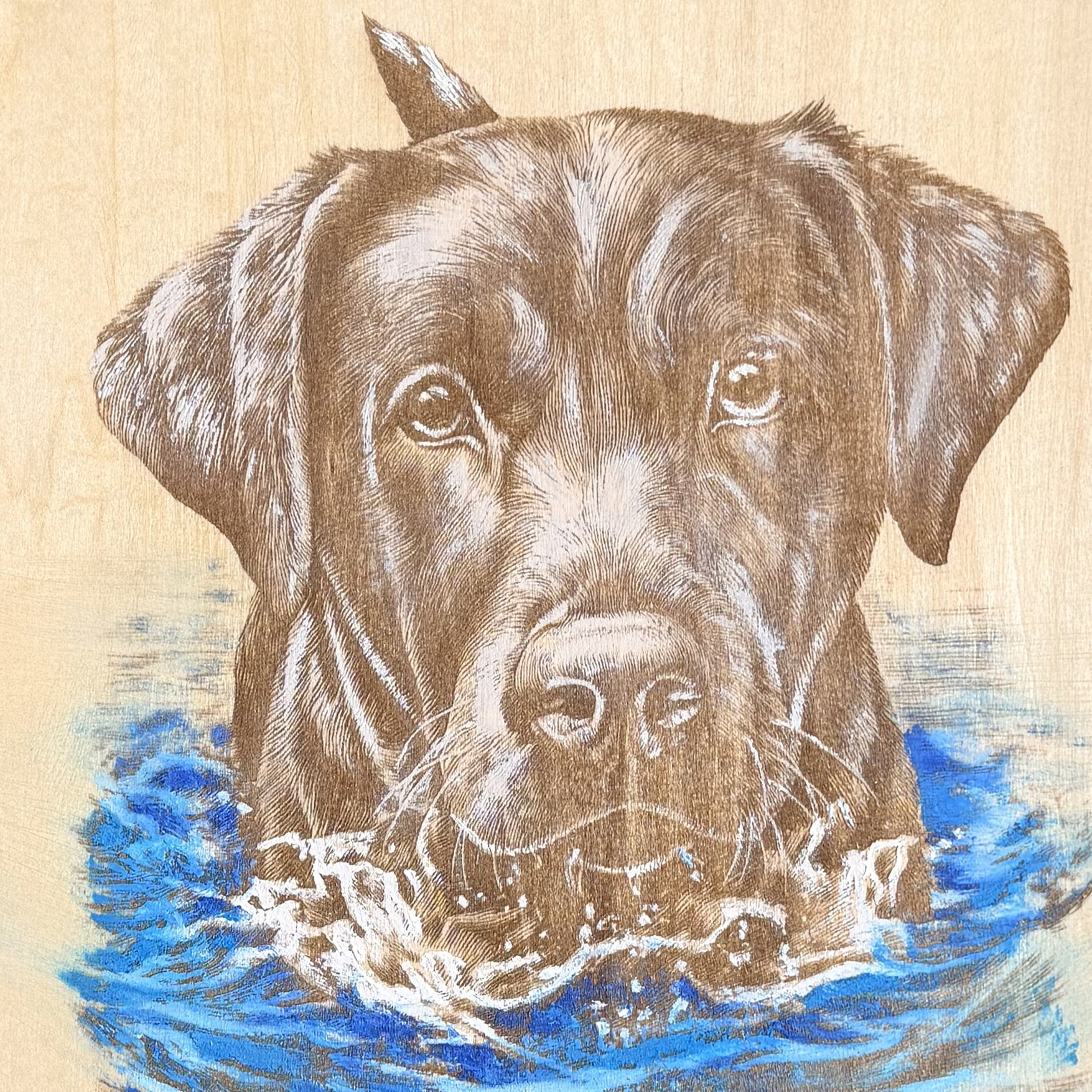BlackLabWaterCU.jpg