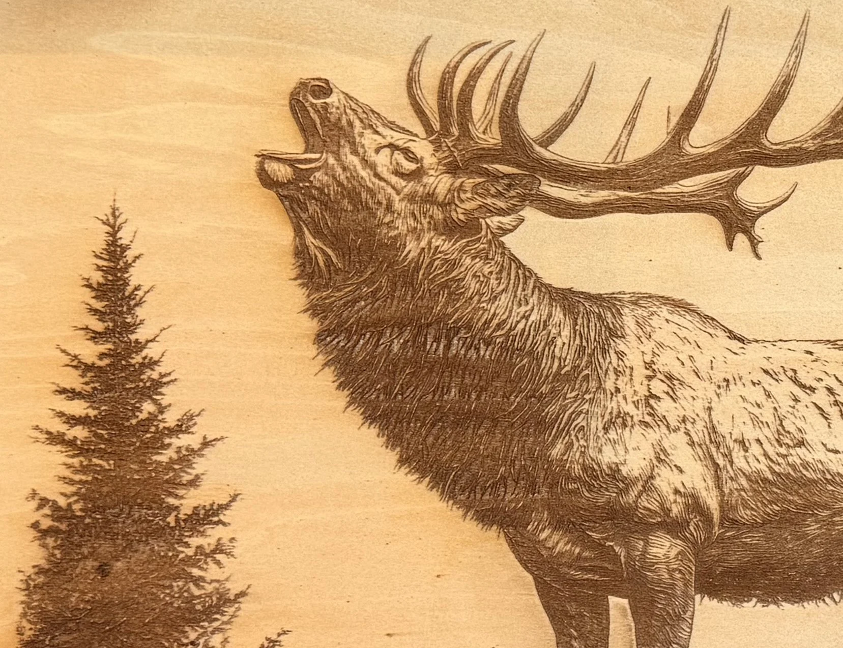 ElkAntlerCU.jpg