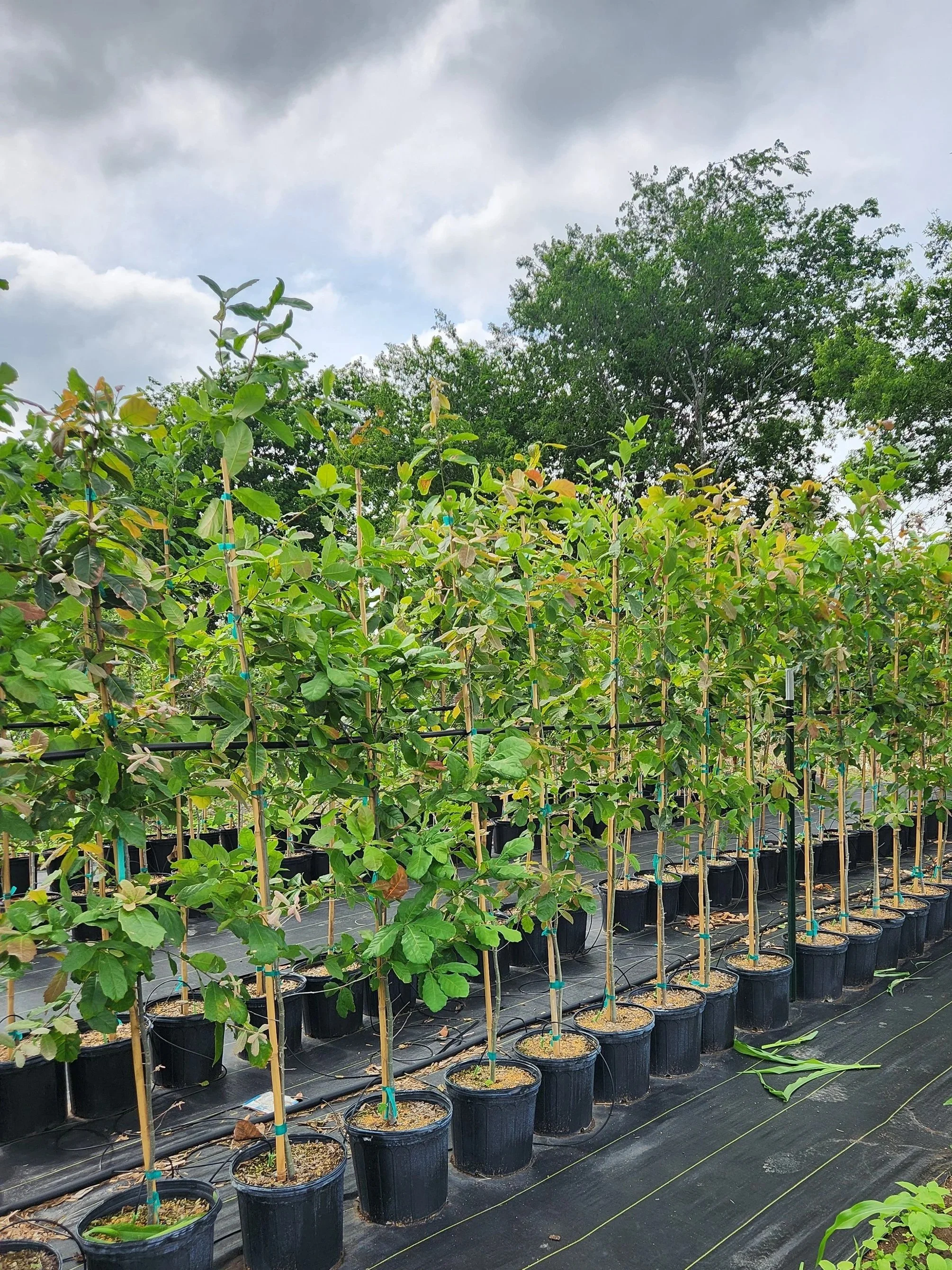 Rows of potted young trees supported by bamboo stakes in a nursery with a cloudy sky overhead.