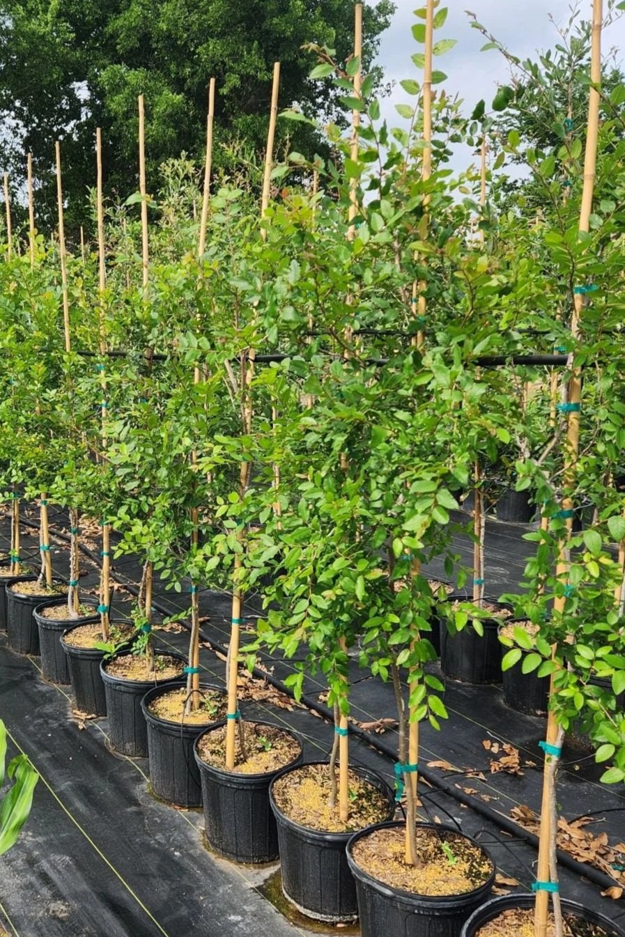 Rows of potted young trees with wooden stakes for support, planted in a nursery with black ground cover, surrounded by green foliage and trees in the background.