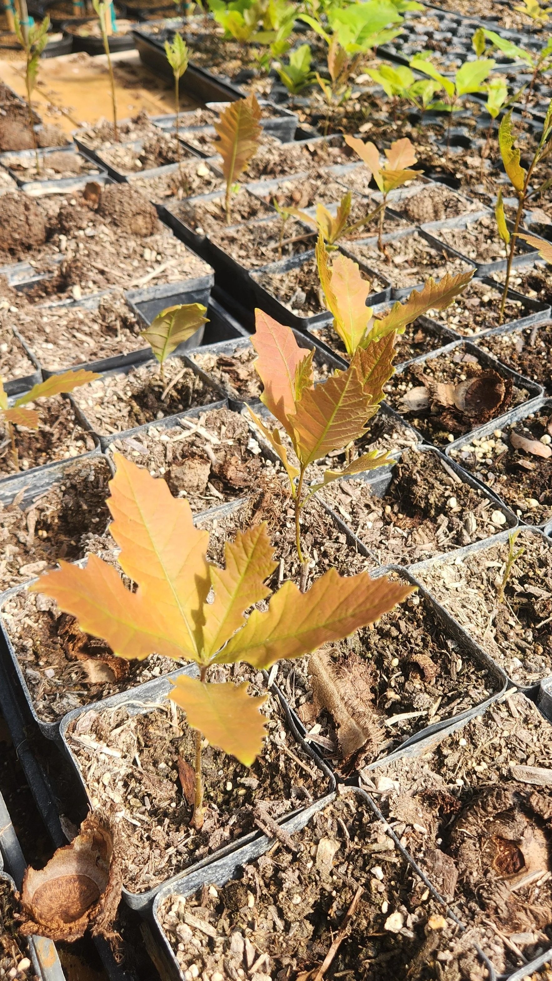 Young oak saplings growing in black plastic pots in a nursery, with soil and organic debris on the surface.