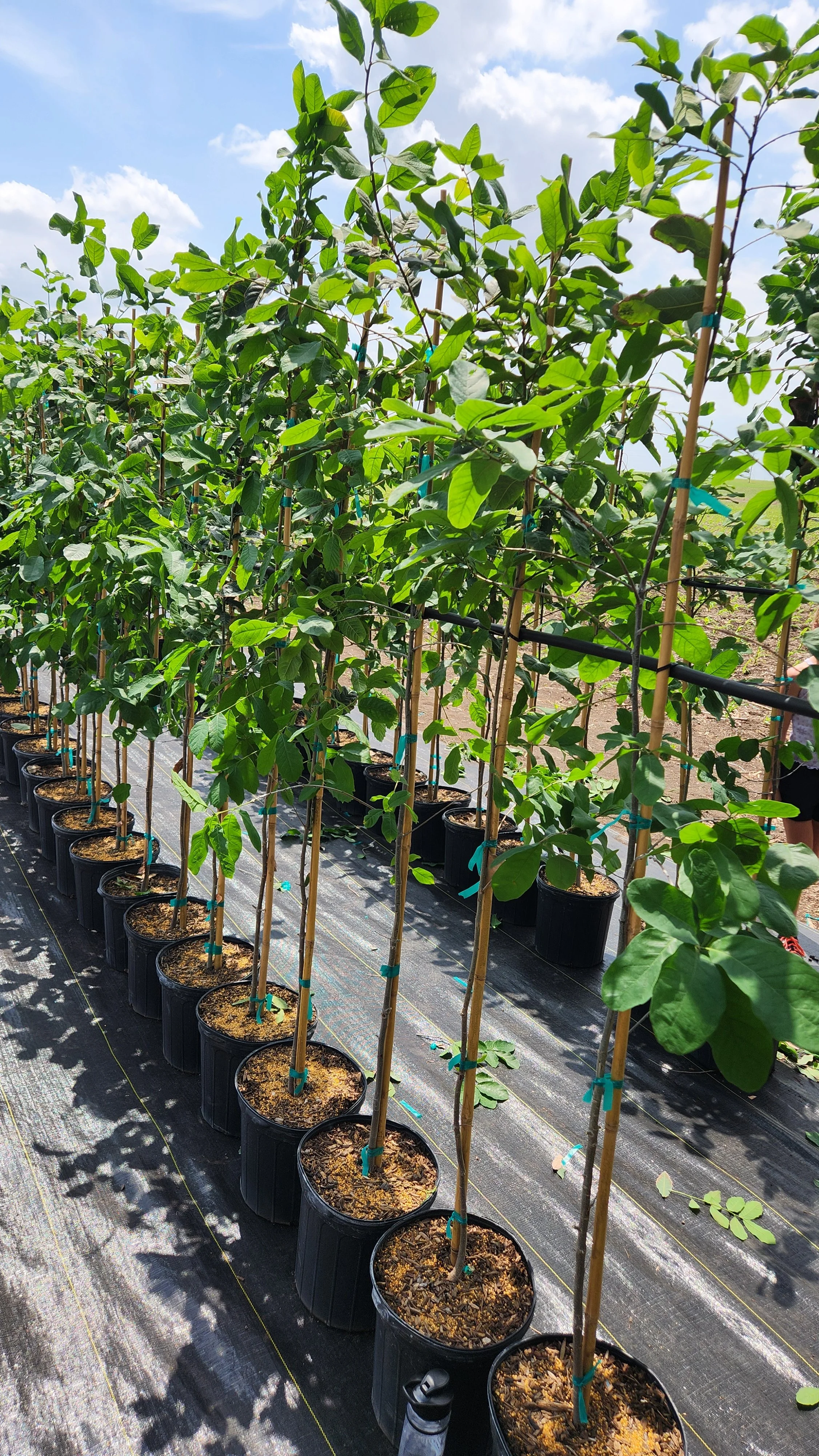 Rows of potted young trees supported by bamboo stakes in an outdoor nursery, with clear skies and clouds overhead.