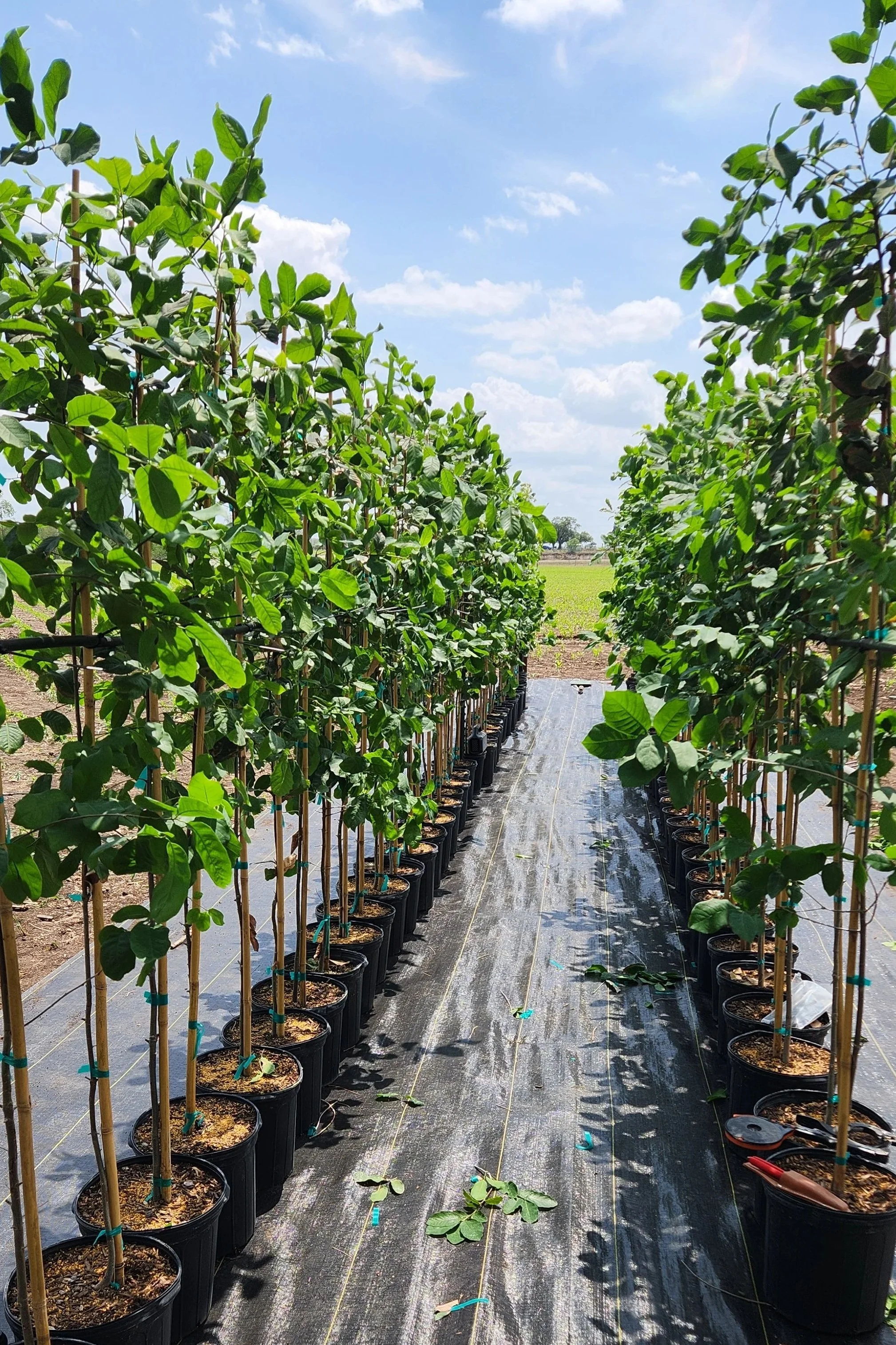 Rows of potted young trees in a greenhouse or nursery with blue sky and scattered clouds in the background.