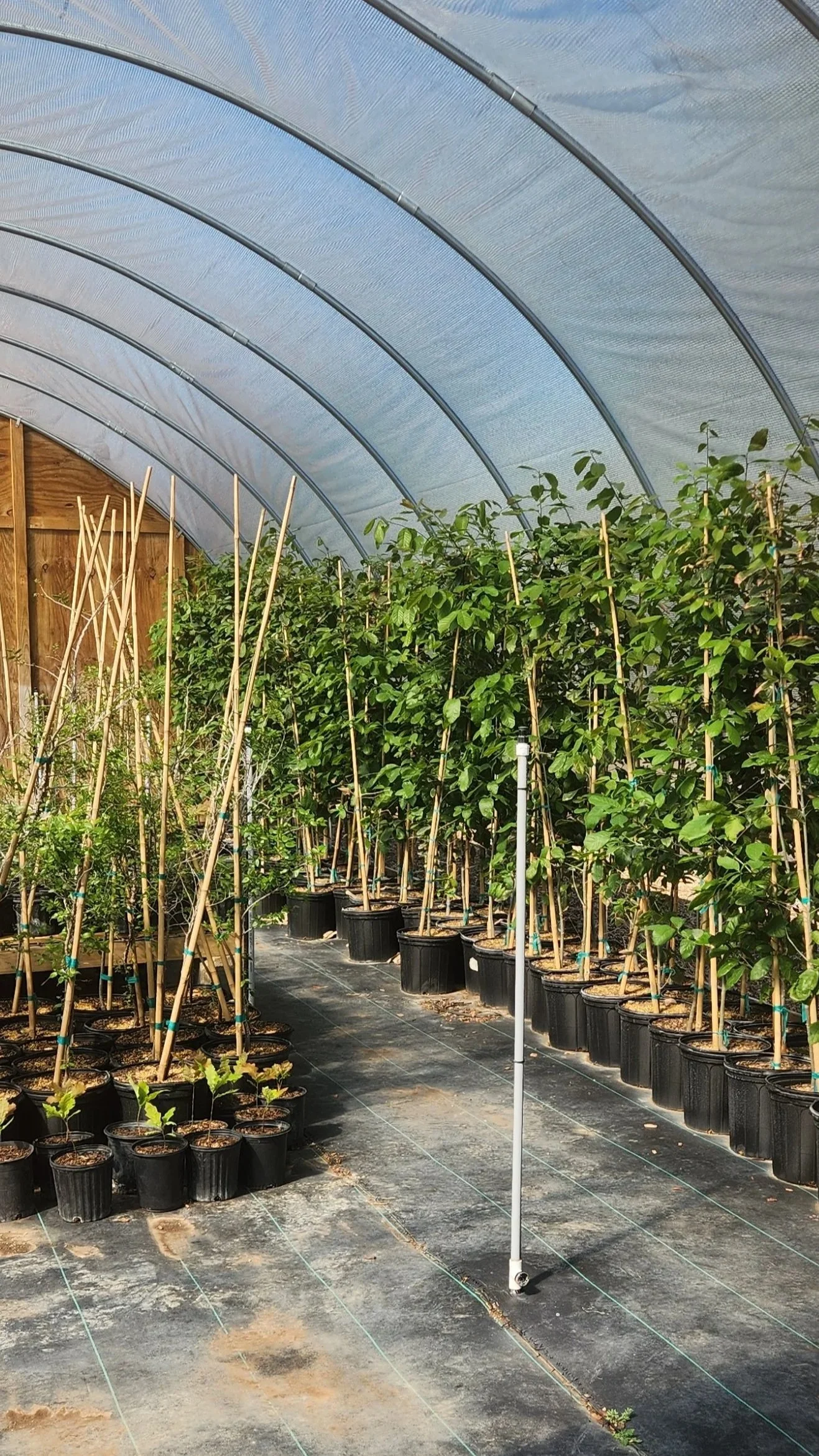 Inside a greenhouse with potted plants supported by bamboo stakes and a misting system.