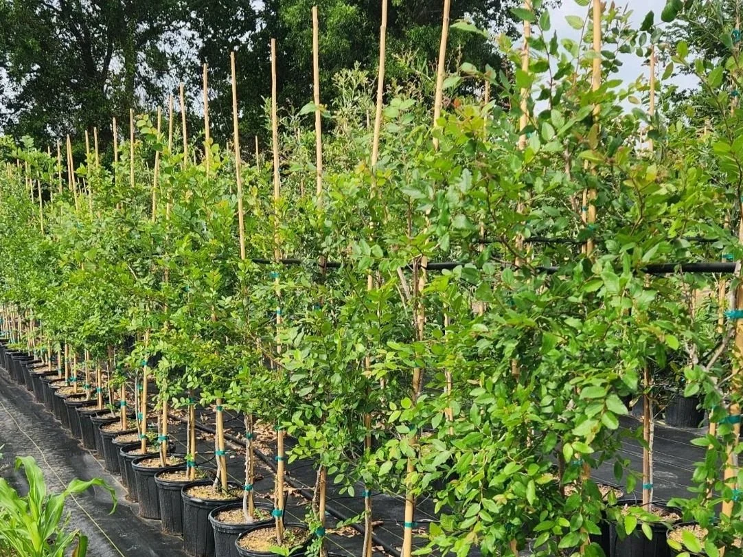Rows of potted blueberry plants supported by bamboo stakes in a nursery.