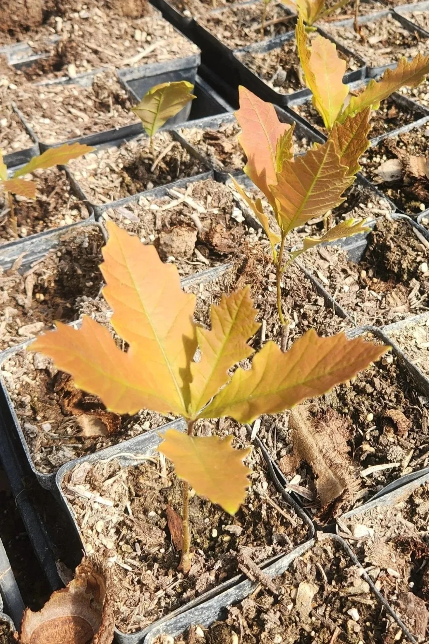Young maple trees with yellow and orange leaves in small black seedling trays outdoors.