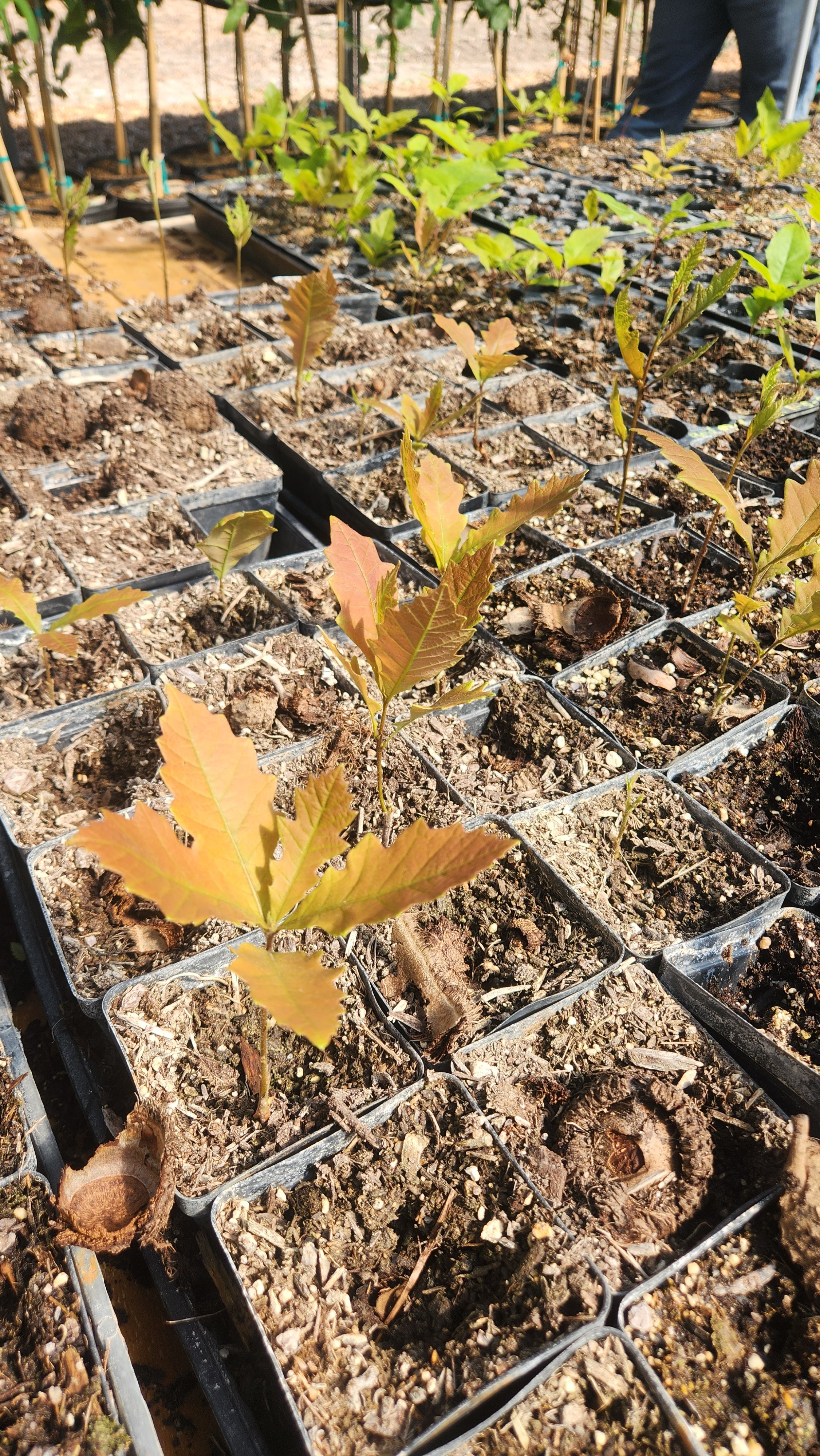 Young plants in individual black trays on soil at a nursery or garden center, with some green foliage visible.