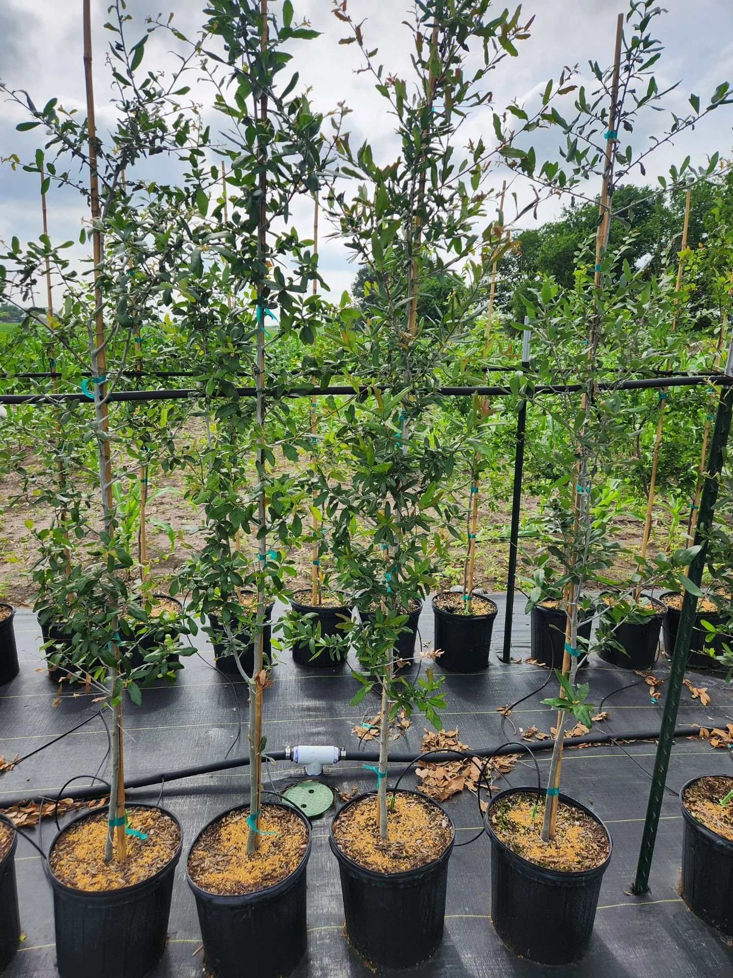 Young potted trees with support stakes in an outdoor nursery, irrigation system, and cloudy sky in the background.