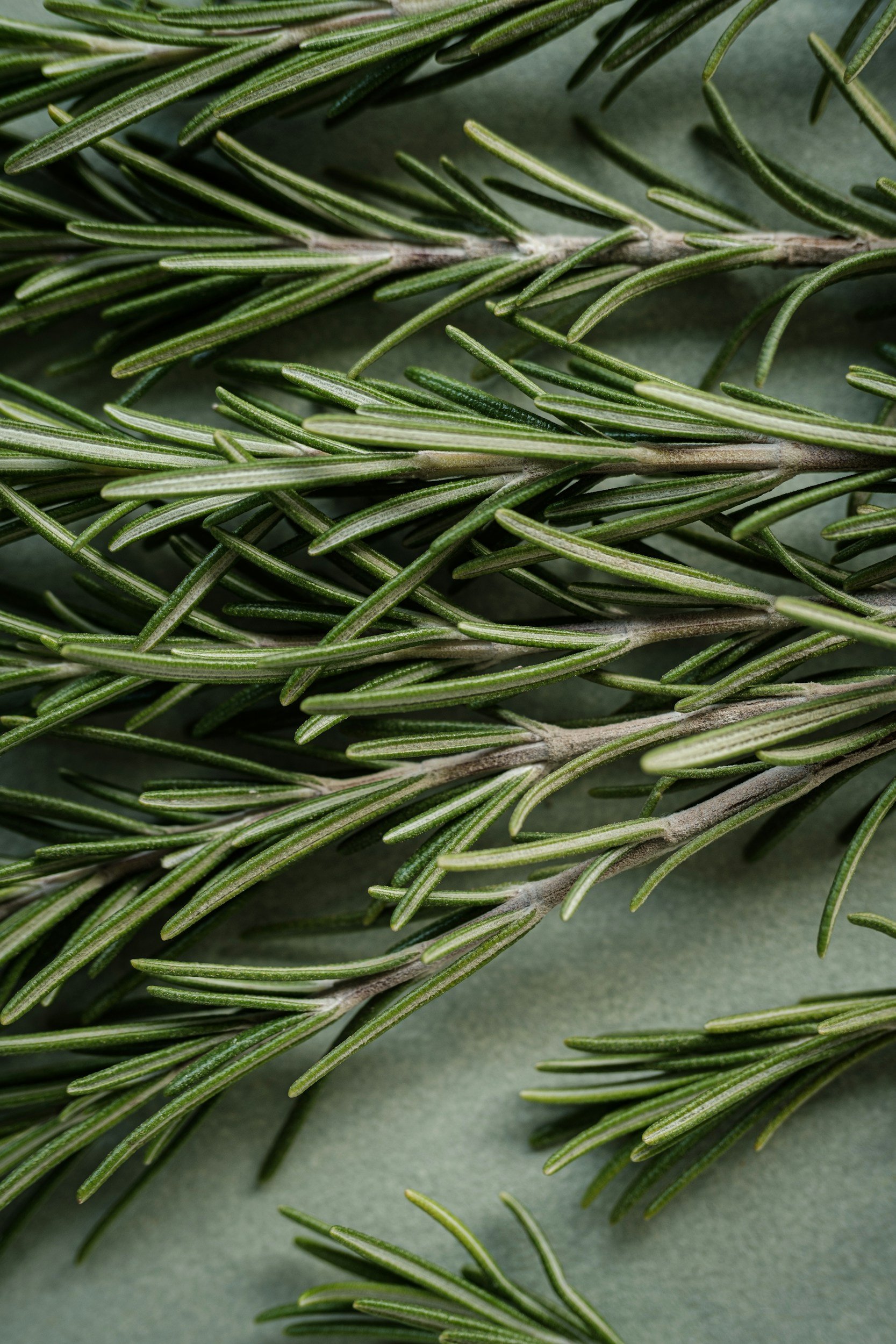 Why Rosemary?