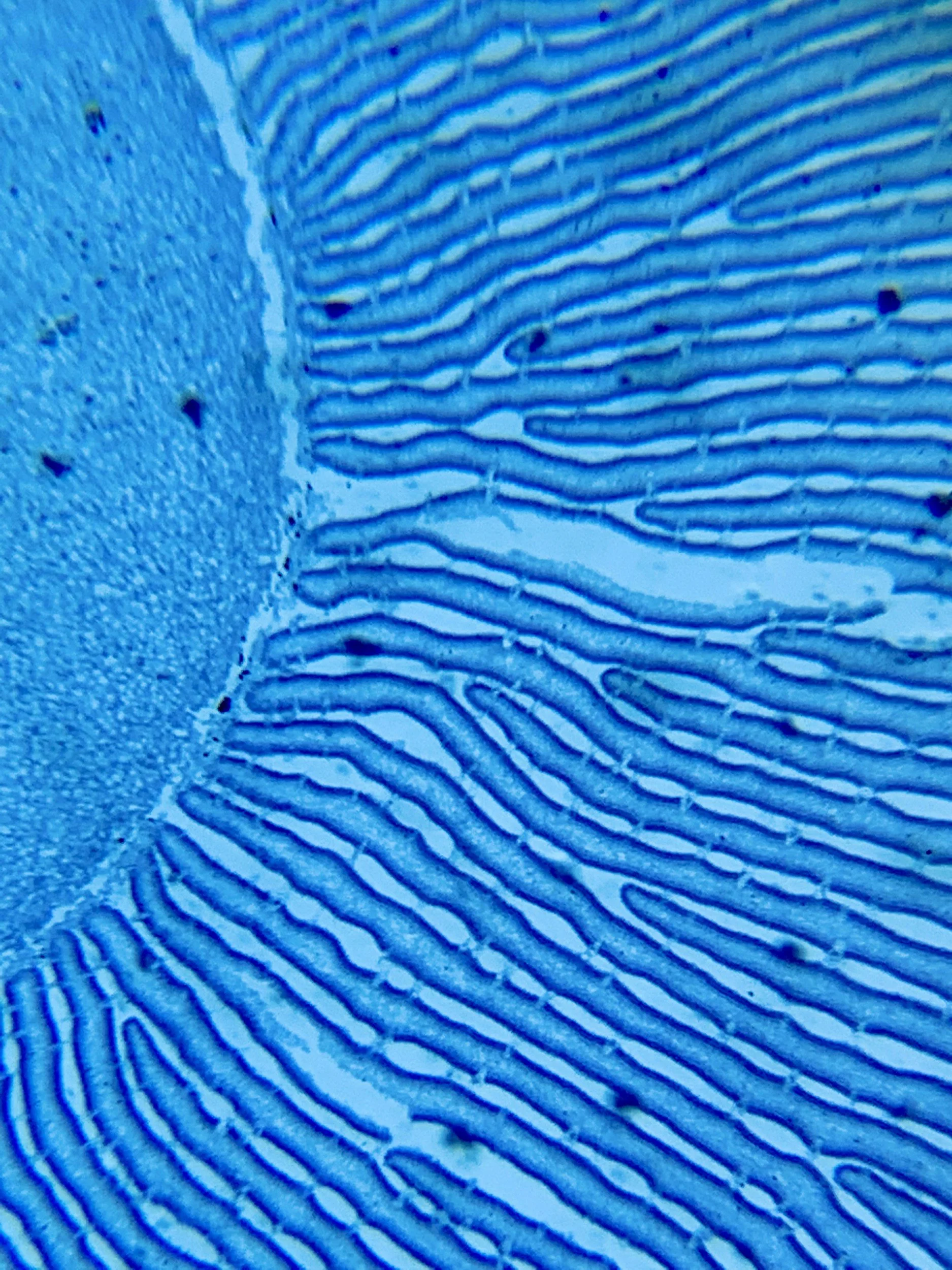 Close-up of a fingerprint with blue lighting.