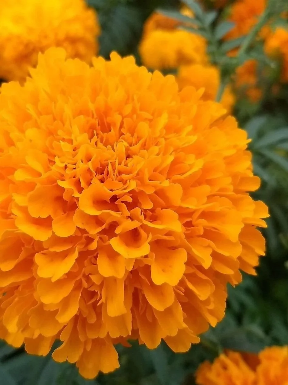 Marigold Day of the Dead Yucatan Mexico