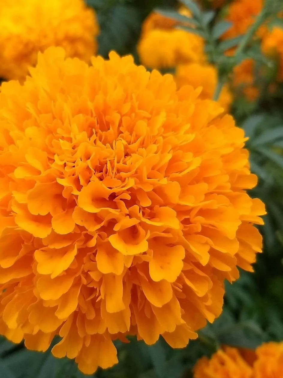 Close-up of vibrant orange marigold flower with detailed petals. Day of the Dead 2026 experience in Yucatán, México with The Green Maya Project