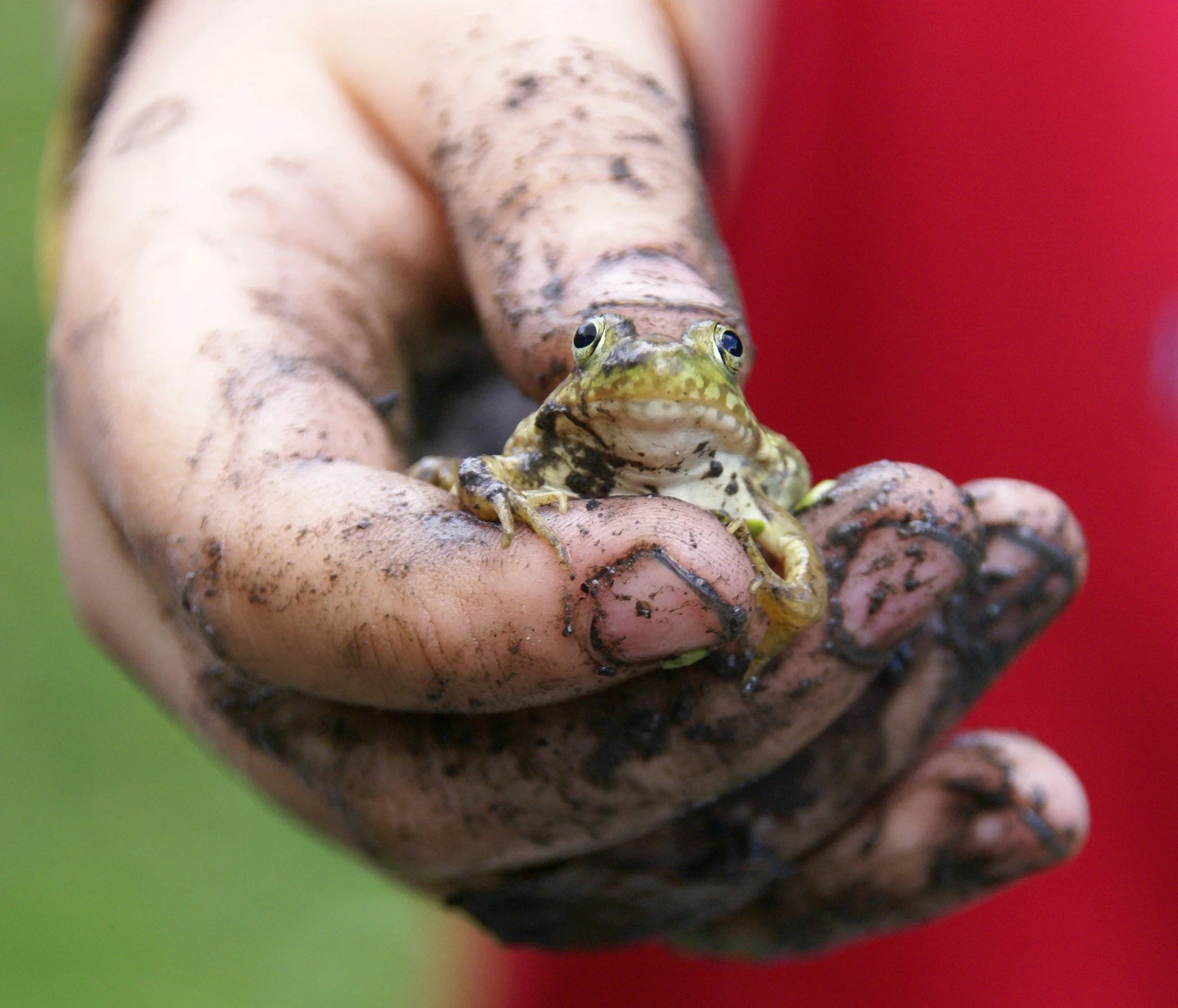 Close-up of a small frog sitting on a dirt hand with a colorful red and green background.