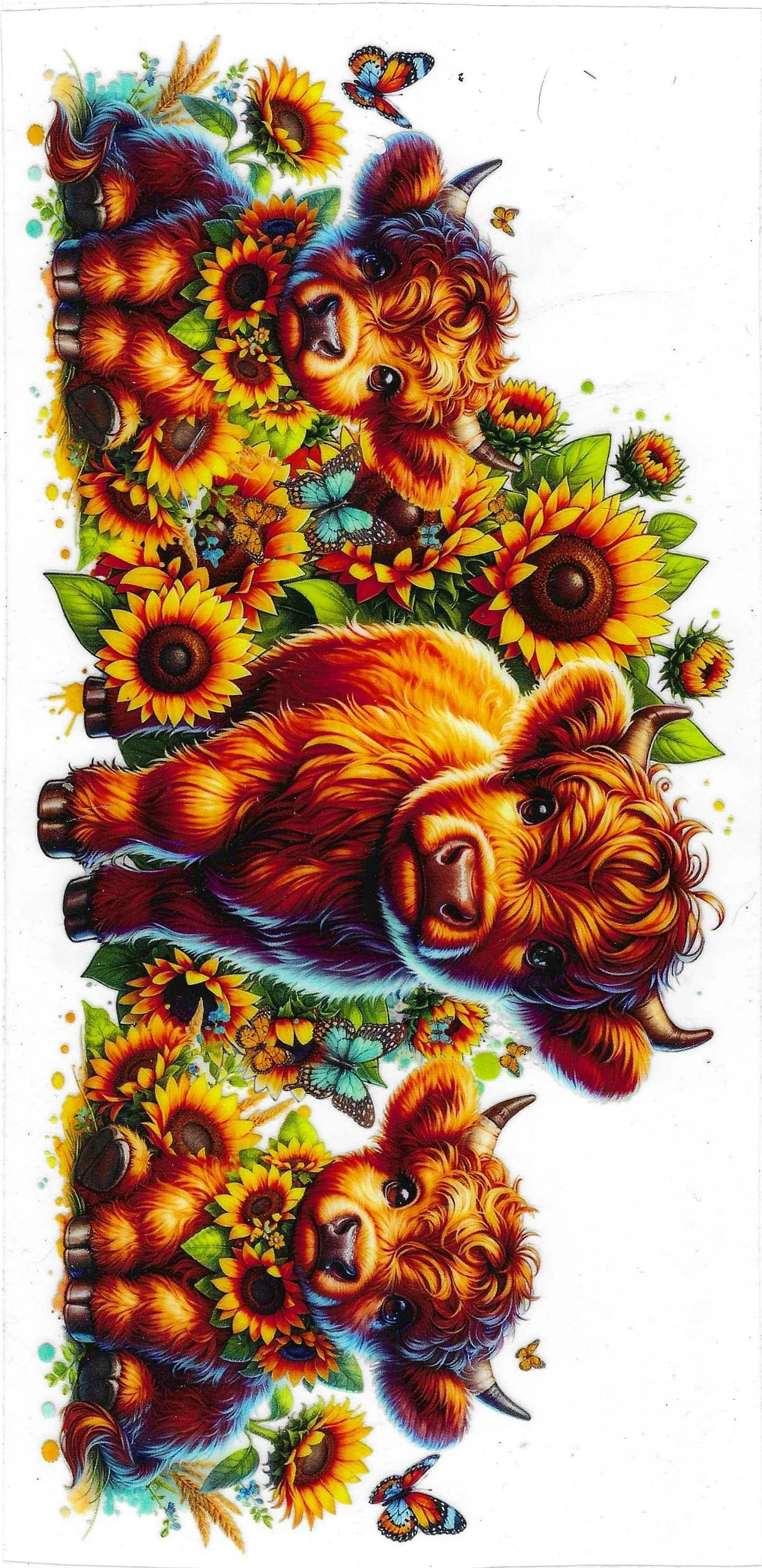 Highland Cow #49