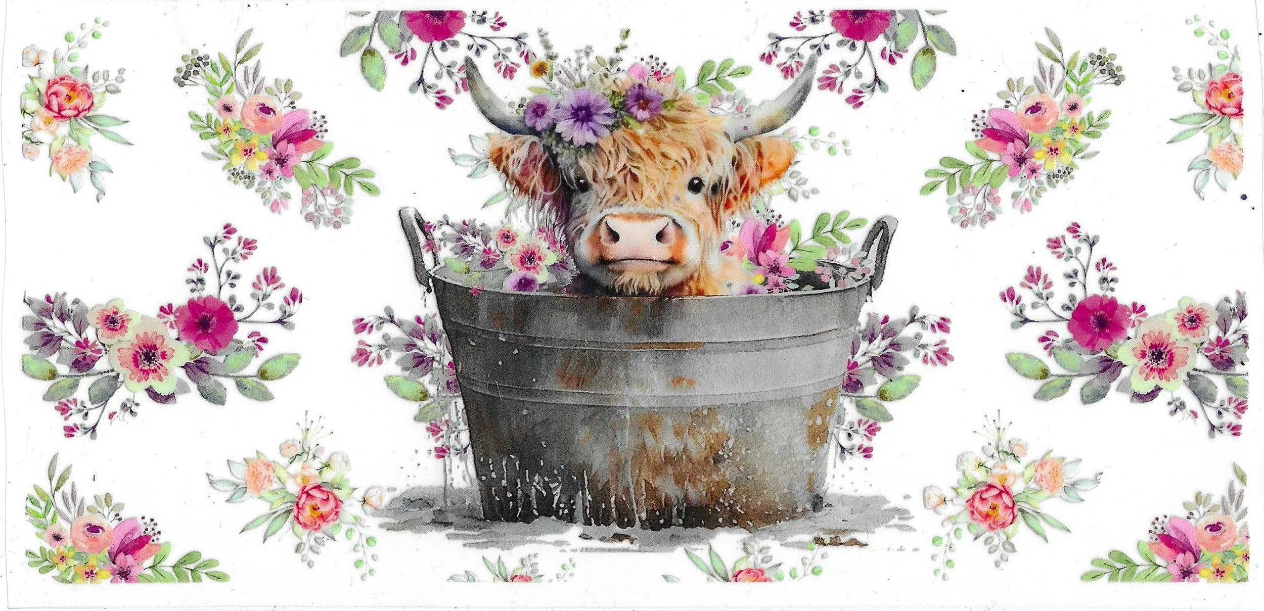 Highland Cow #16