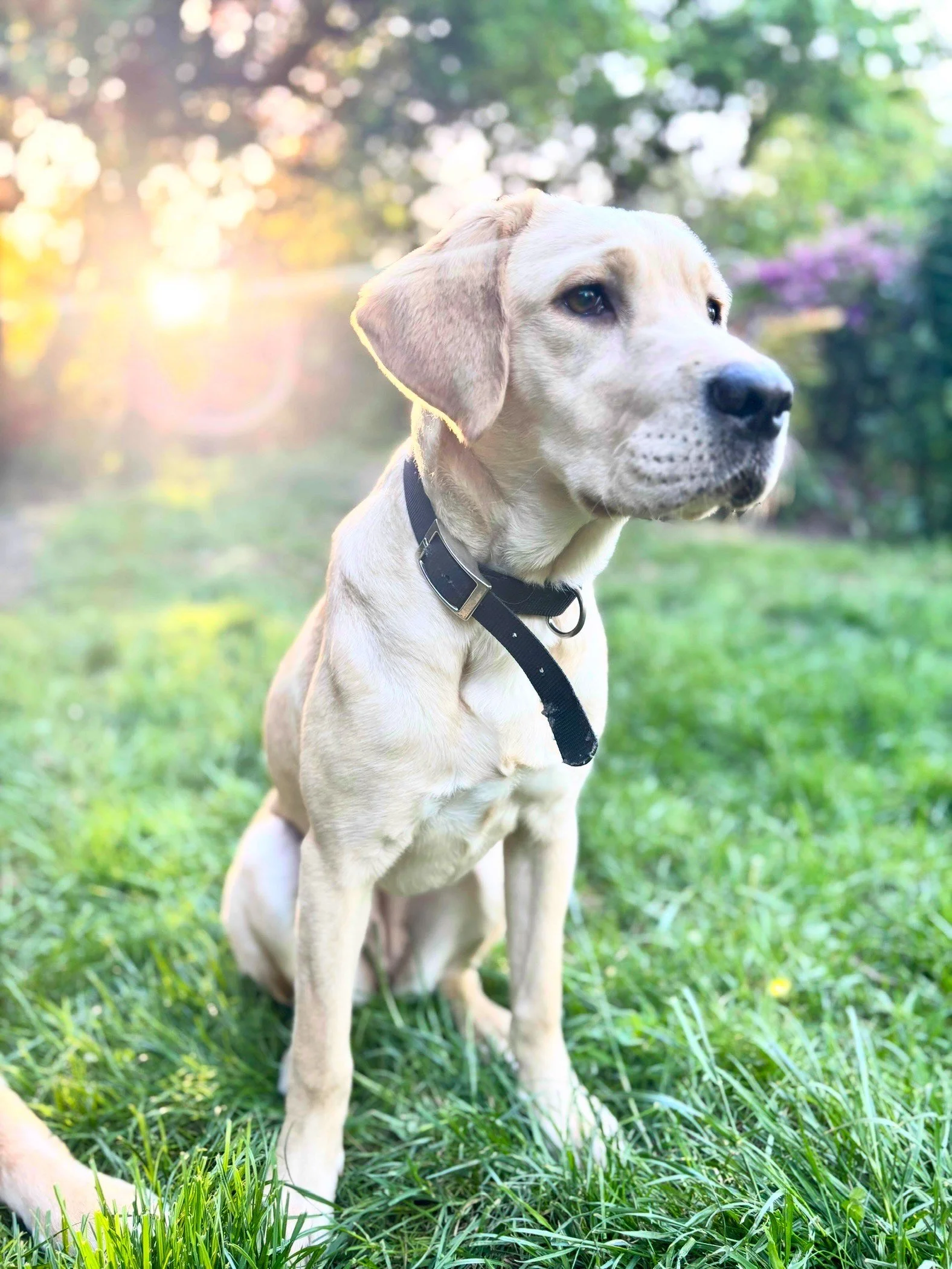 A Labrador Retriever puppy sitting on green grass with trees and sunlight in the background, wearing a black collar.