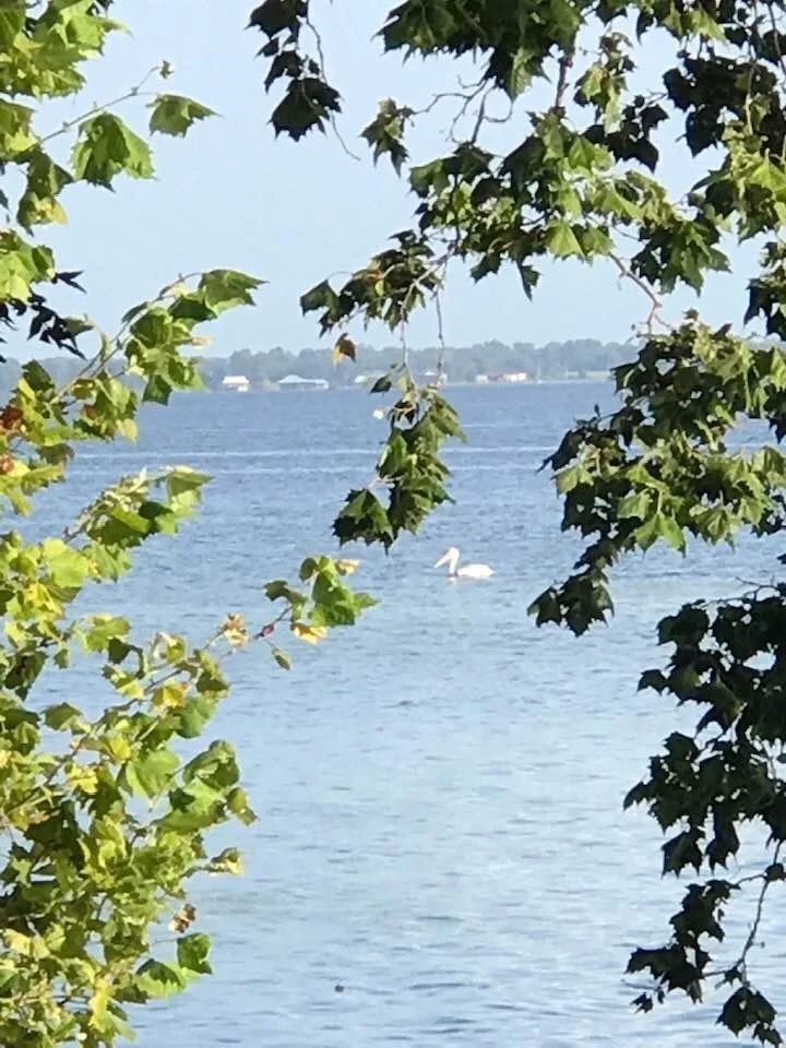 A pelican floating on a sunny day at the lake.