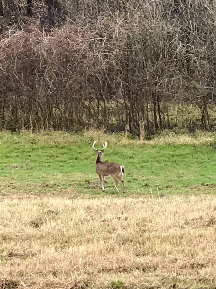 A stag standing in the woods.