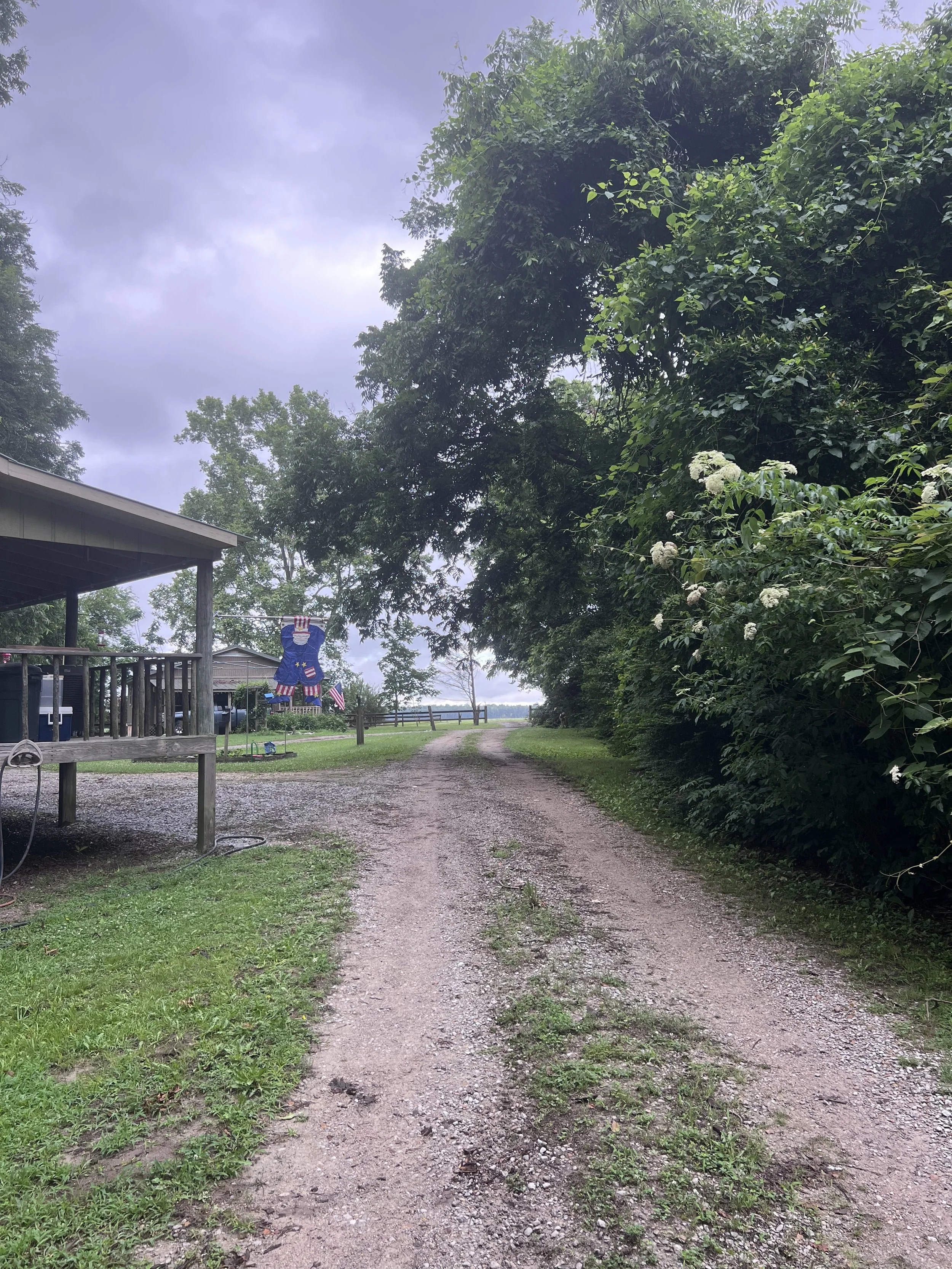 View of the driveway from the cabin.