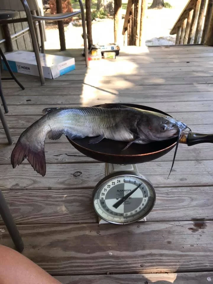 A catfish on a scale.