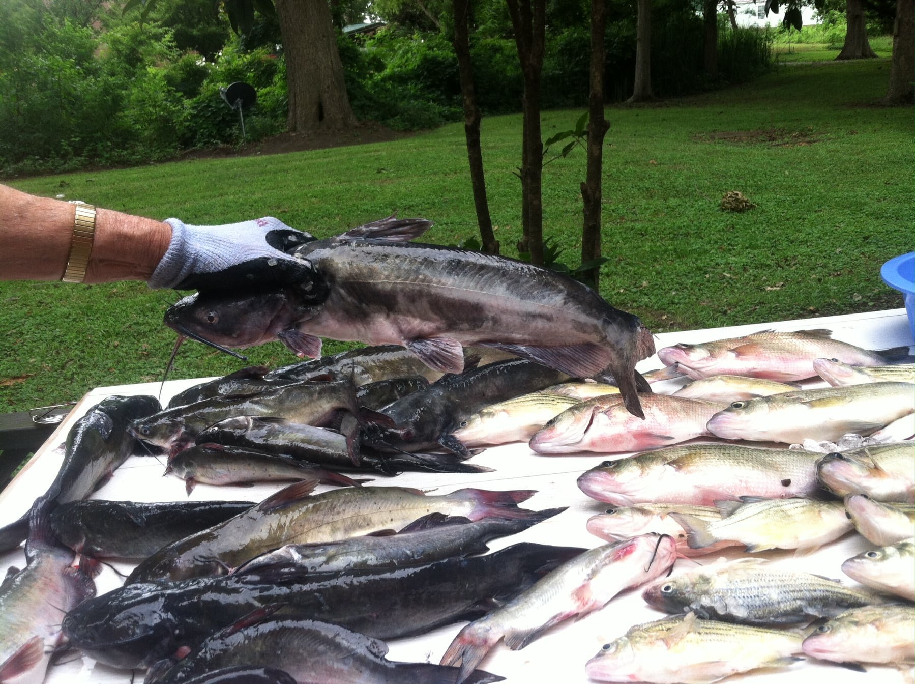 A haul of catfish and crappie on a table.