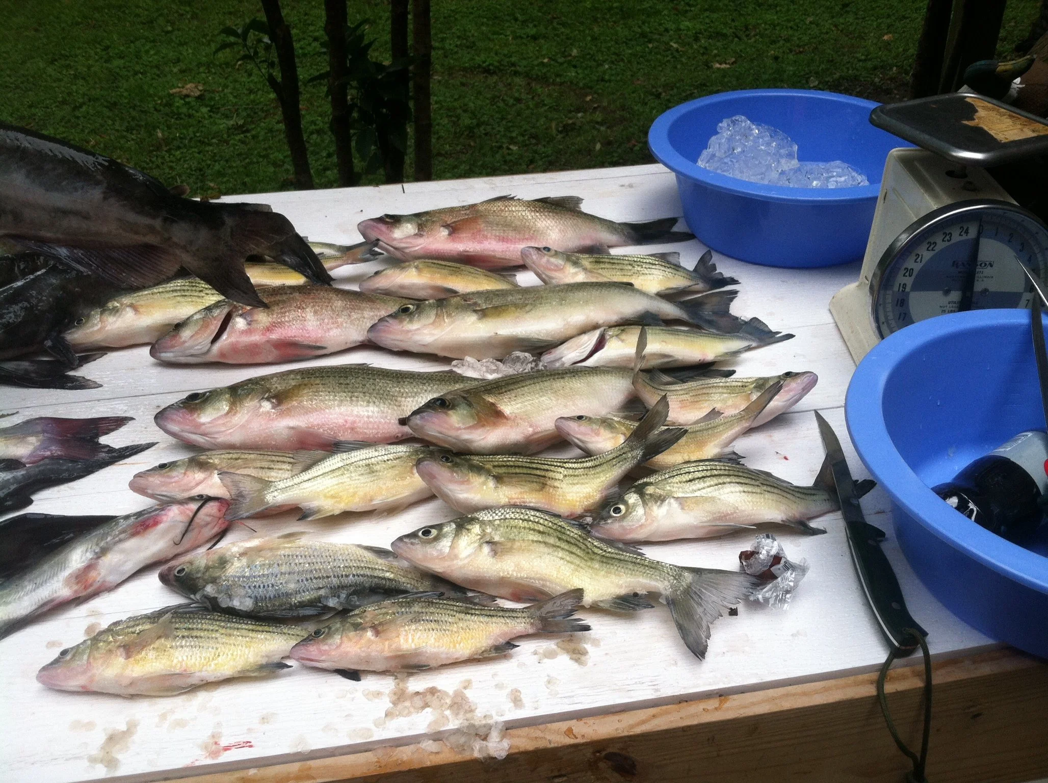 Fresh caught crappie fish.