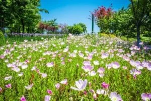 Finding Clarity and Support: Your Guide to Professional Psychotherapy Near Me at Psychotherapist4you