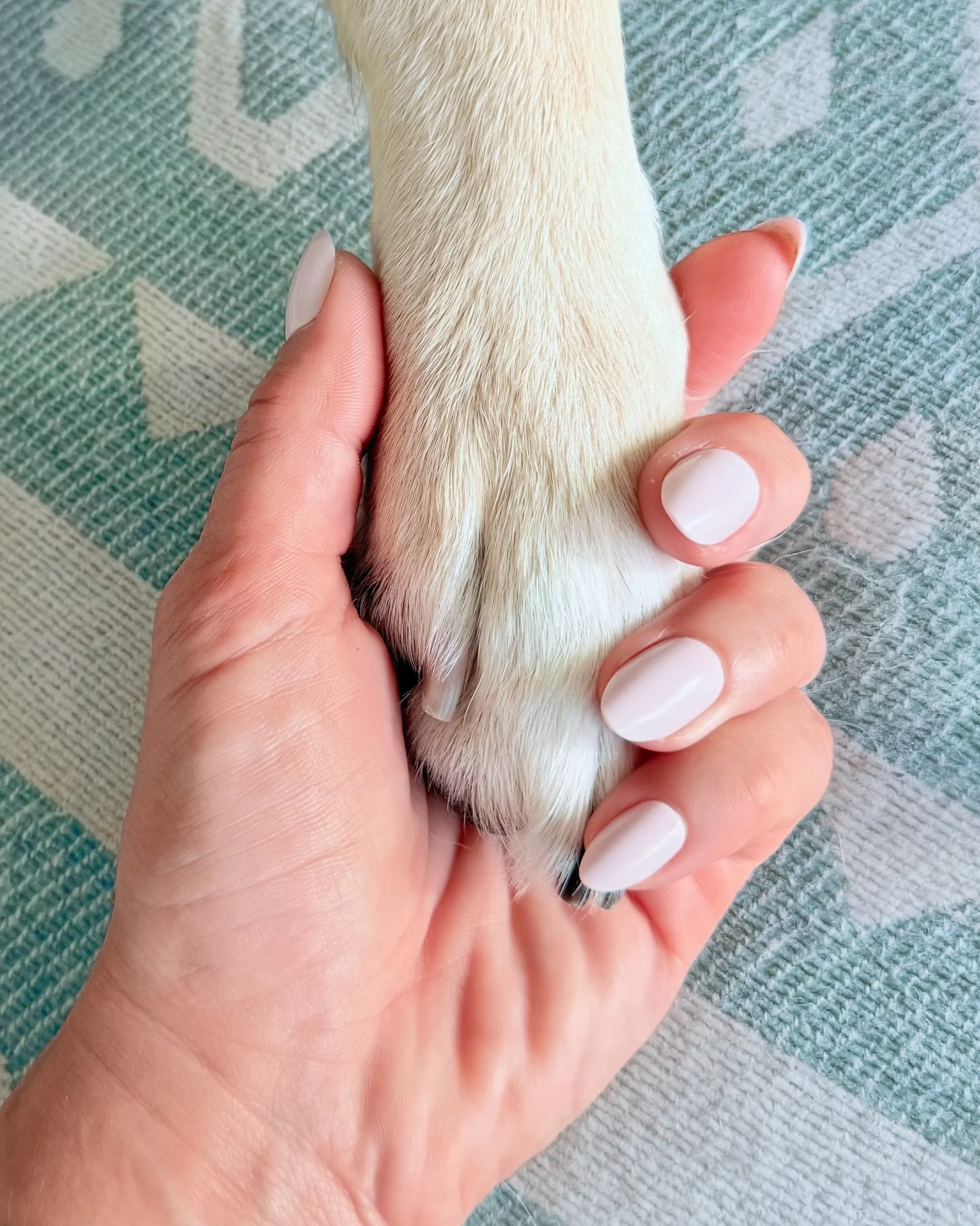 Hand holding dog paw—trust-based dog behavior coaching with Canine Kin Code™