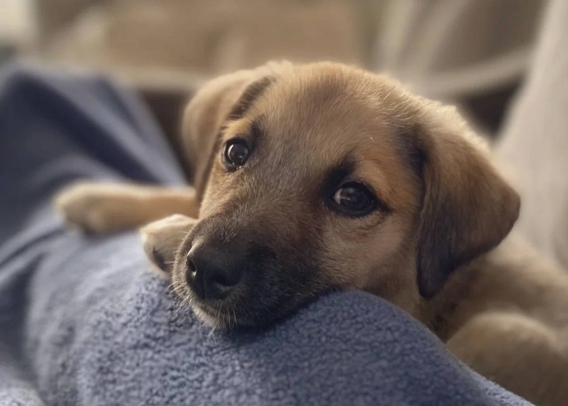 Rafe as a puppy resting trustingly—embodying the bond at the heart of the Canine Kin Code™