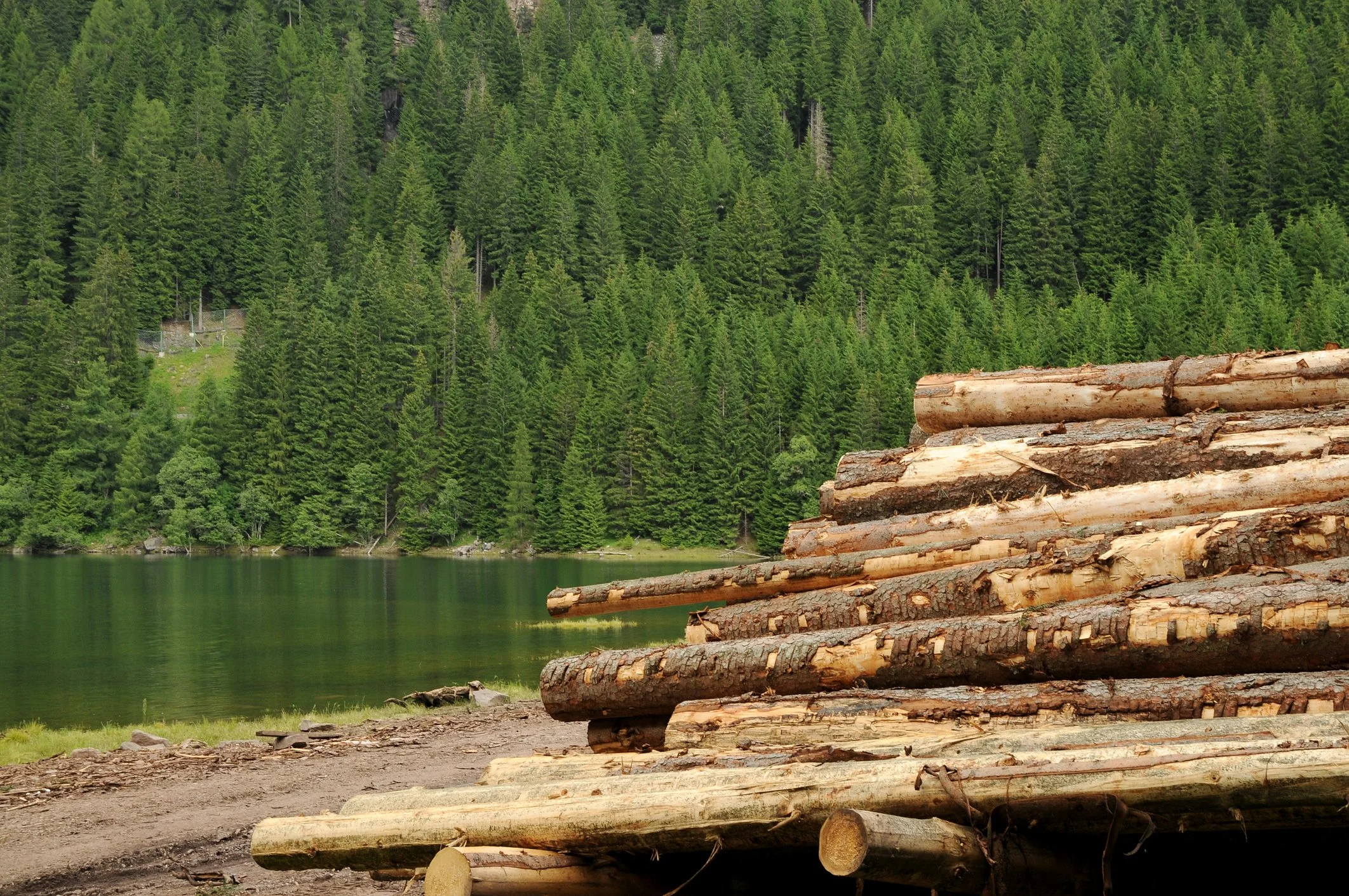 Forestry.jpg