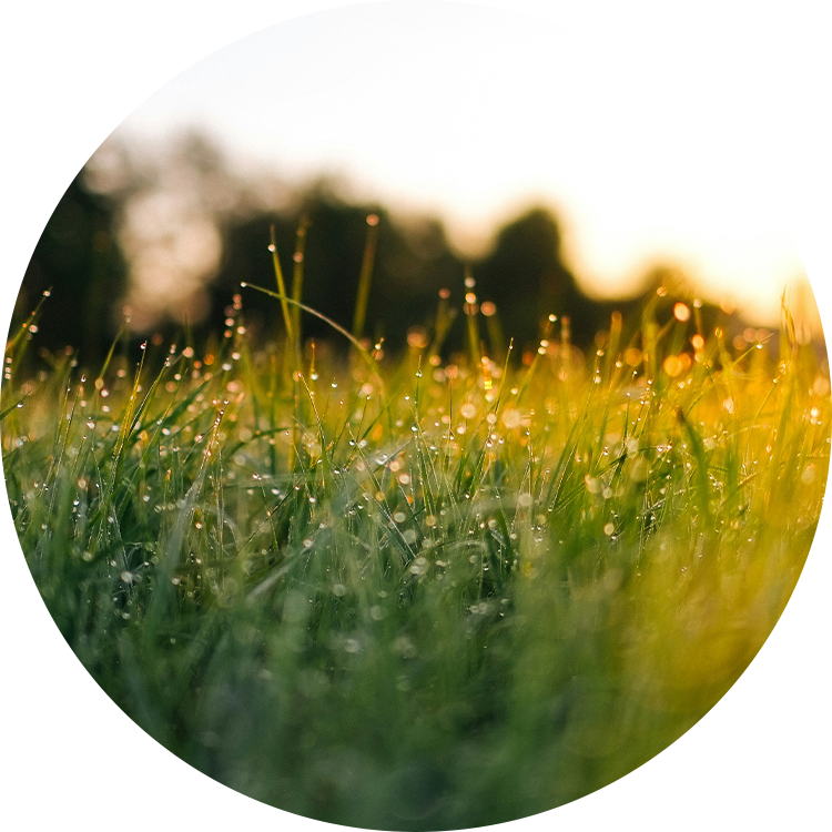 Vegetation Establishment