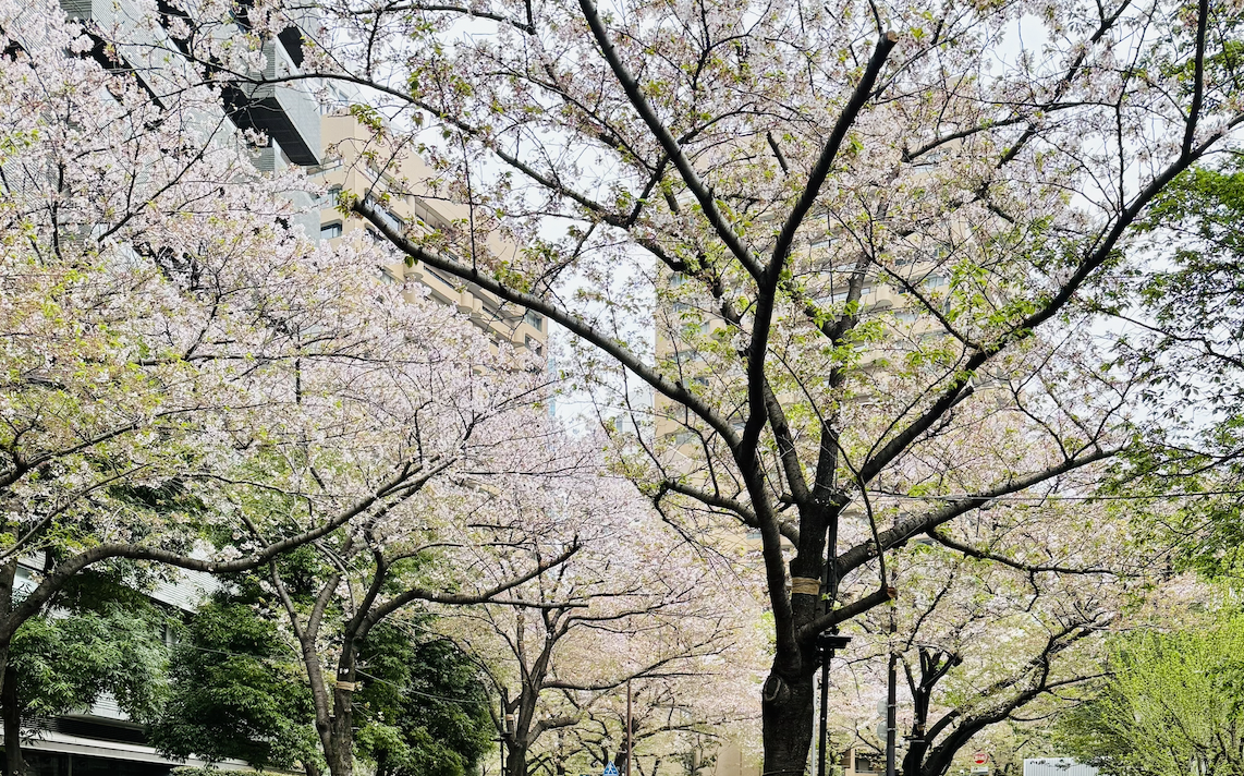 Tokyo: The City We Fell Hard For