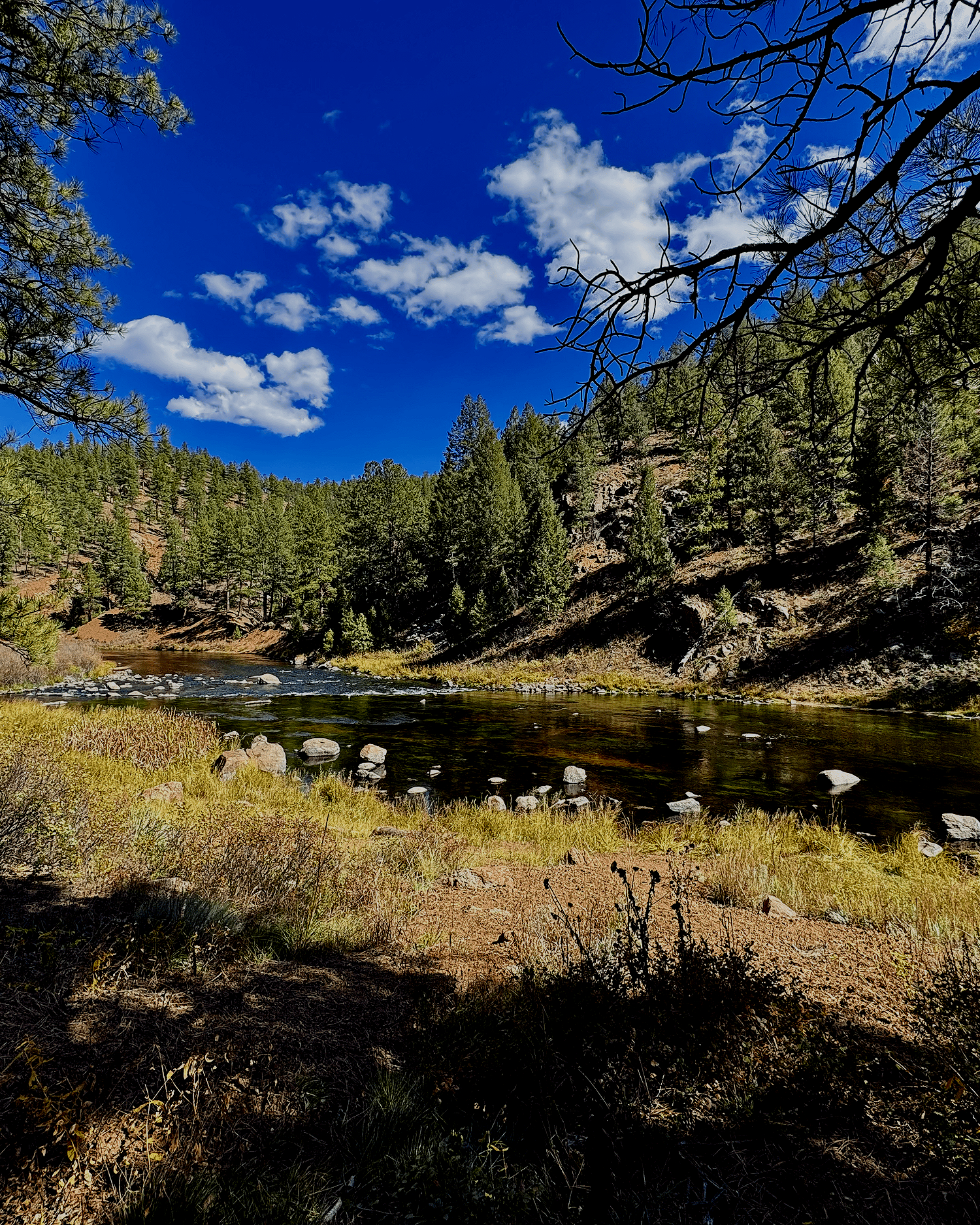 A scenic landscape with a river in the foreground, surrounded by grassy areas and rocky banks, dense pine trees on hillsides, a bright blue sky with scattered white clouds, and tree branches framing the top of the image.